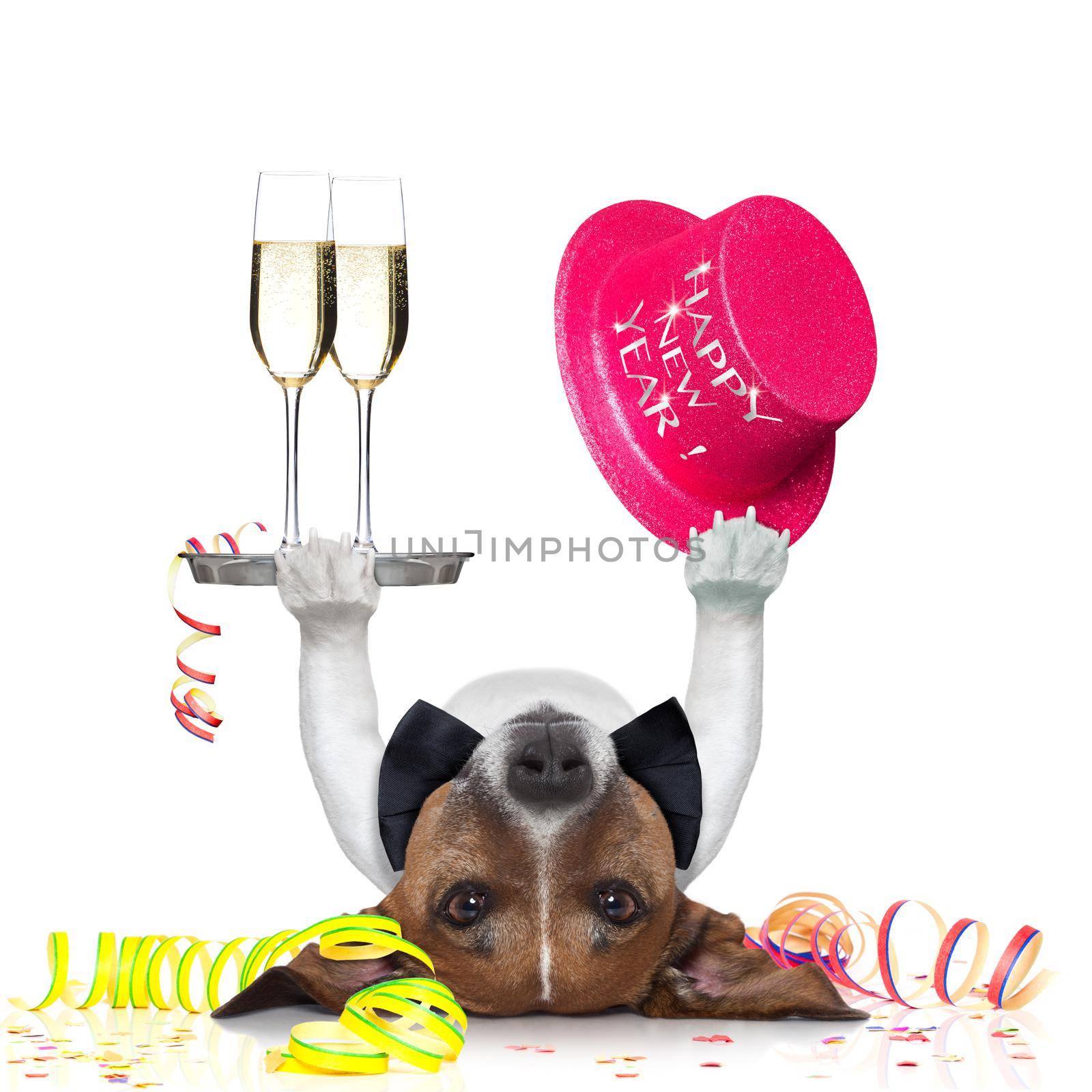 dog celebrating with champagne and a blue happy new year hat lying upside down