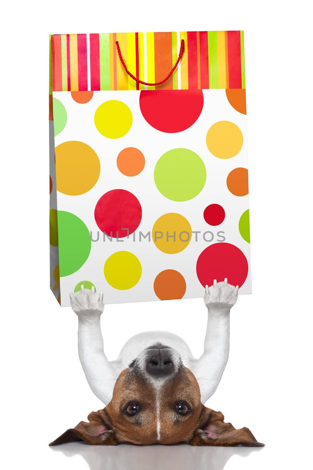 dog holding a shopping bag lying upside down