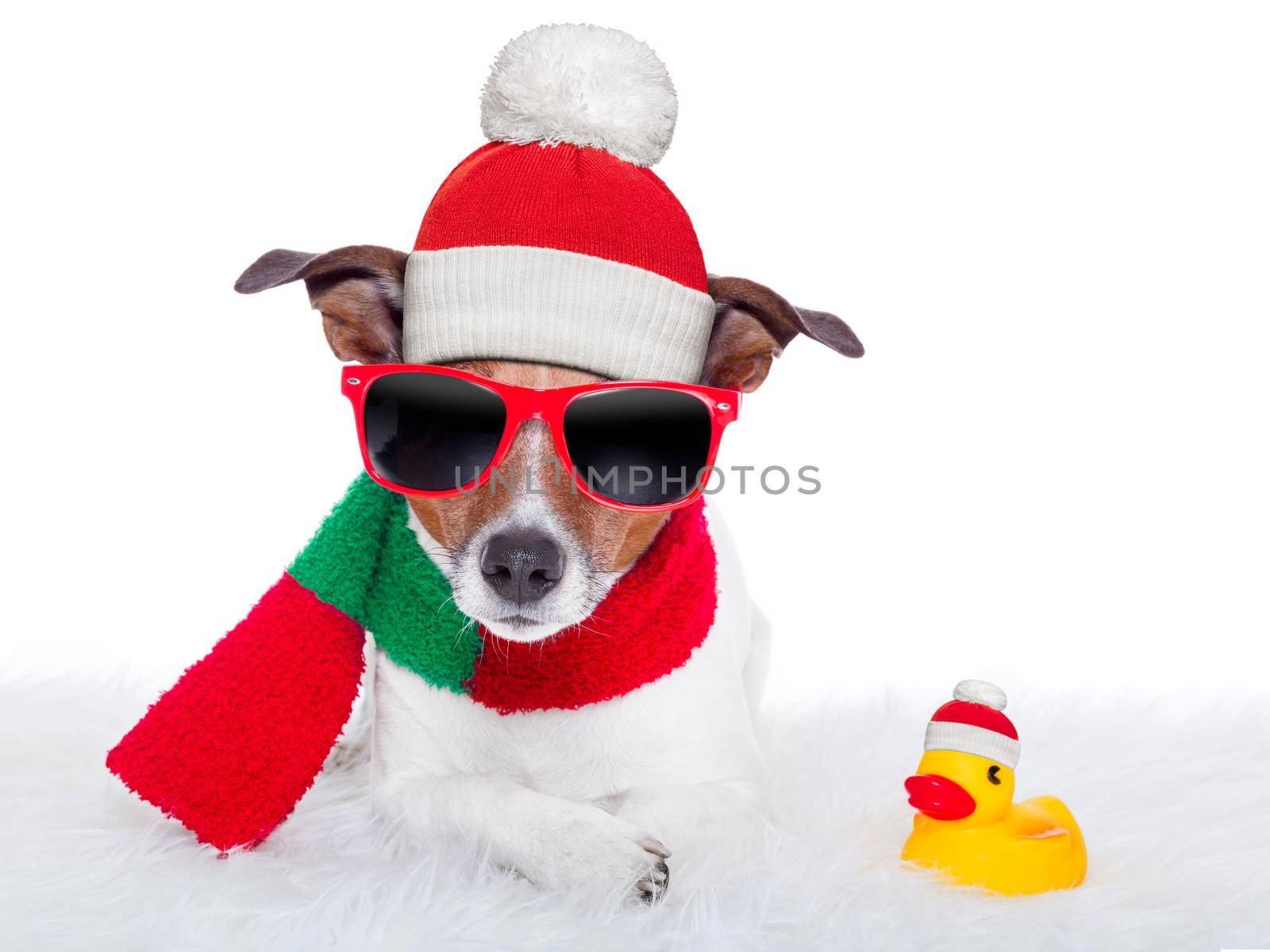 christmas dog resting on a white carpet and a rubber duck