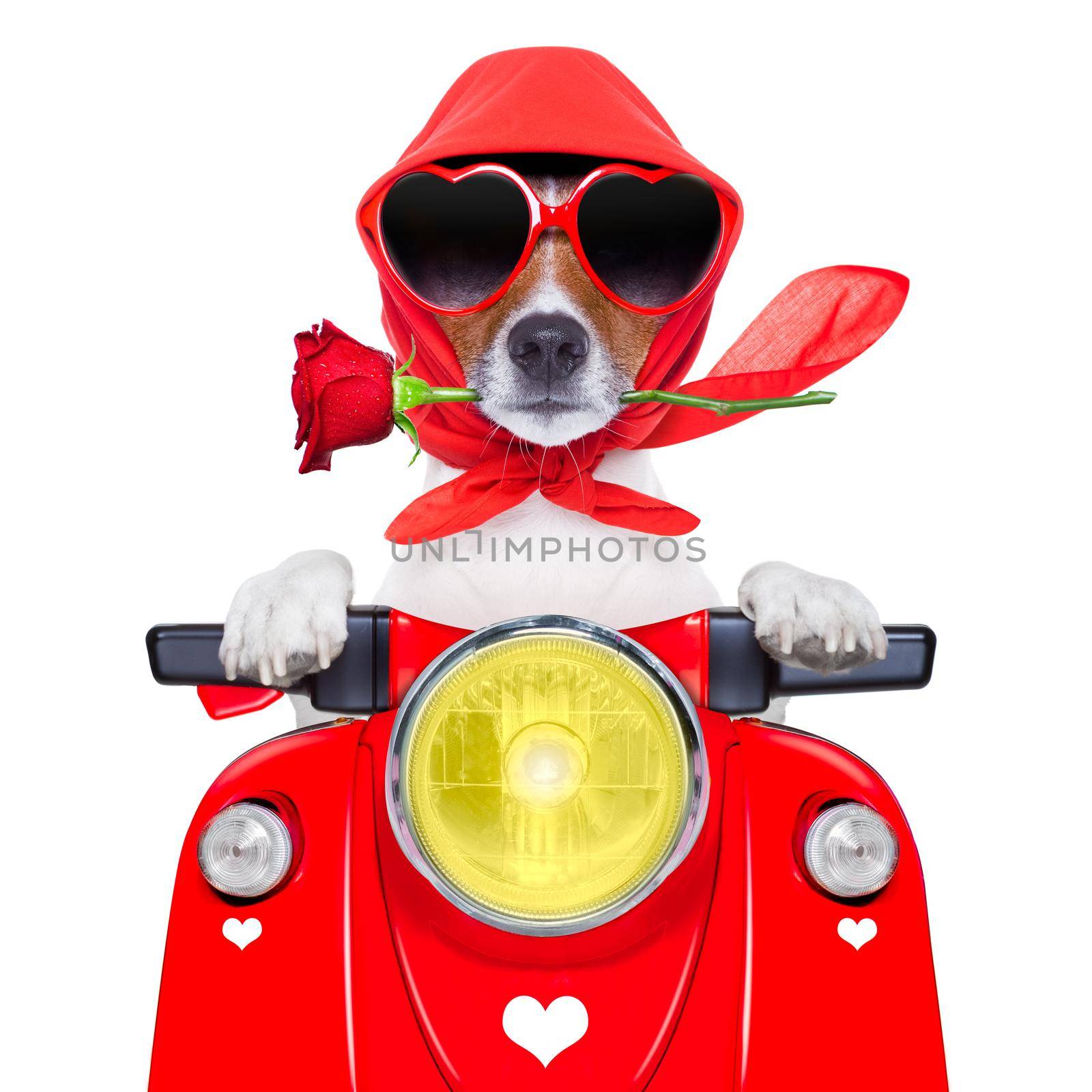 motorcycle dog driving a motorbike with helmet at  high speed