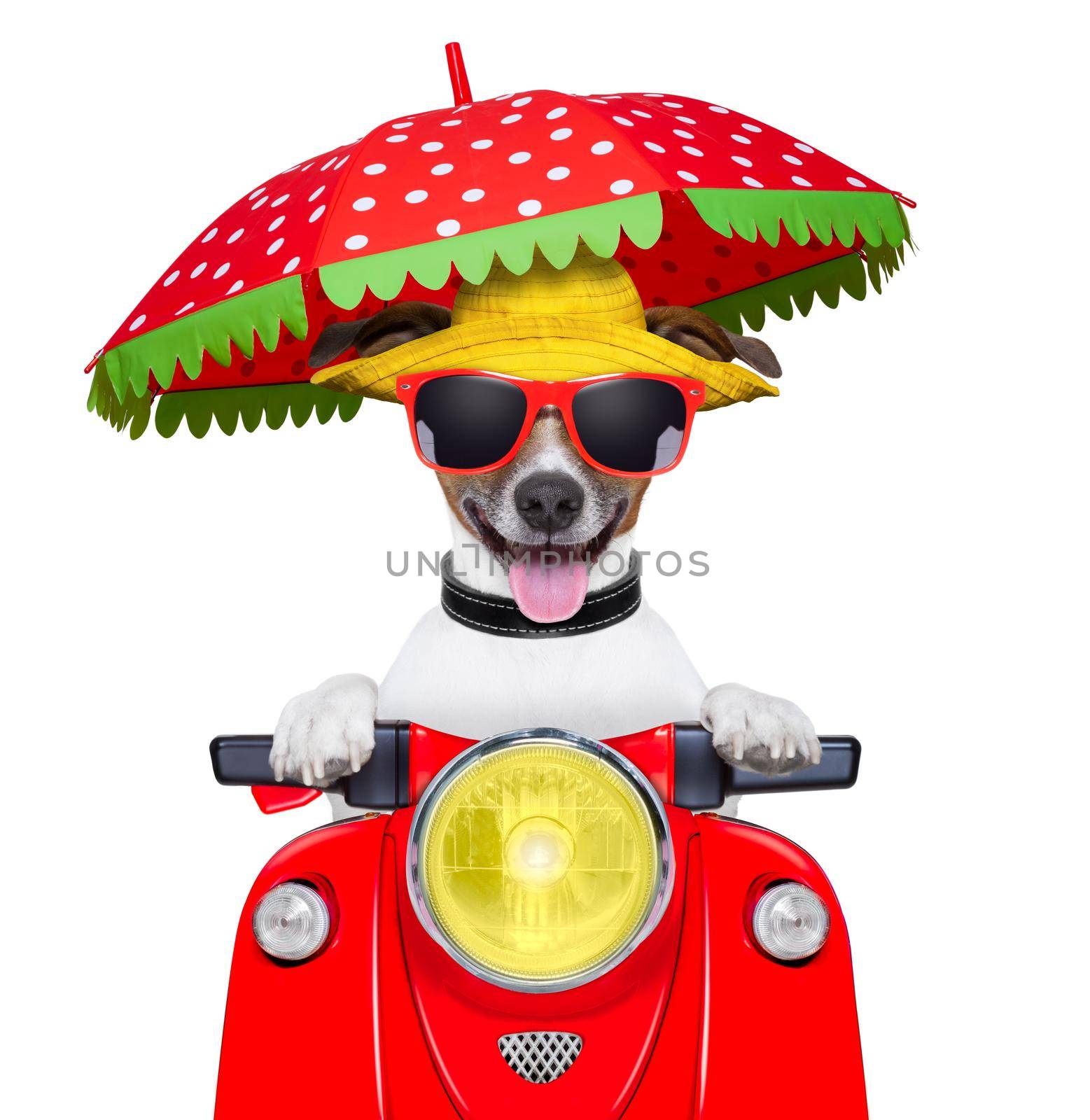 motorcycle dog summer dog driving a motorbike with umbrella