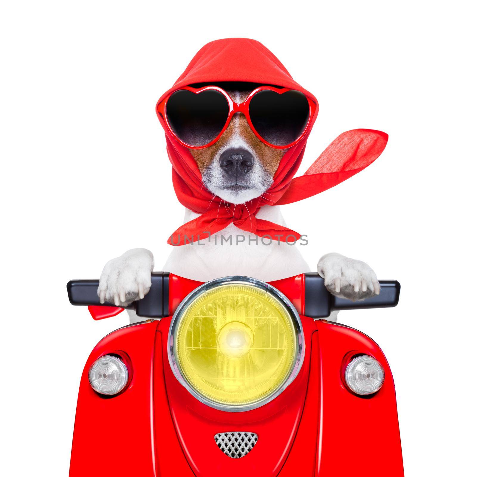 motorcycle dog summer dog by Brosch