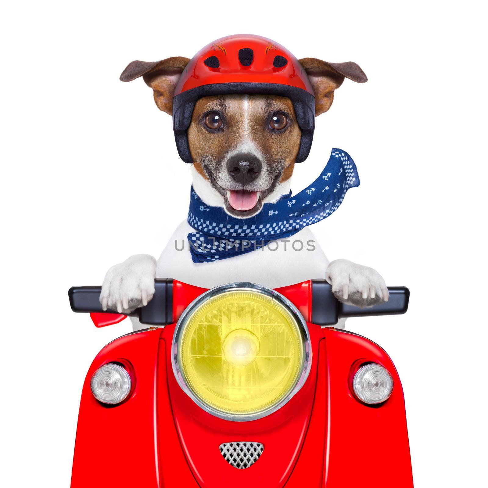 motorcycle dog driving a motorbike with helmet at  high speed