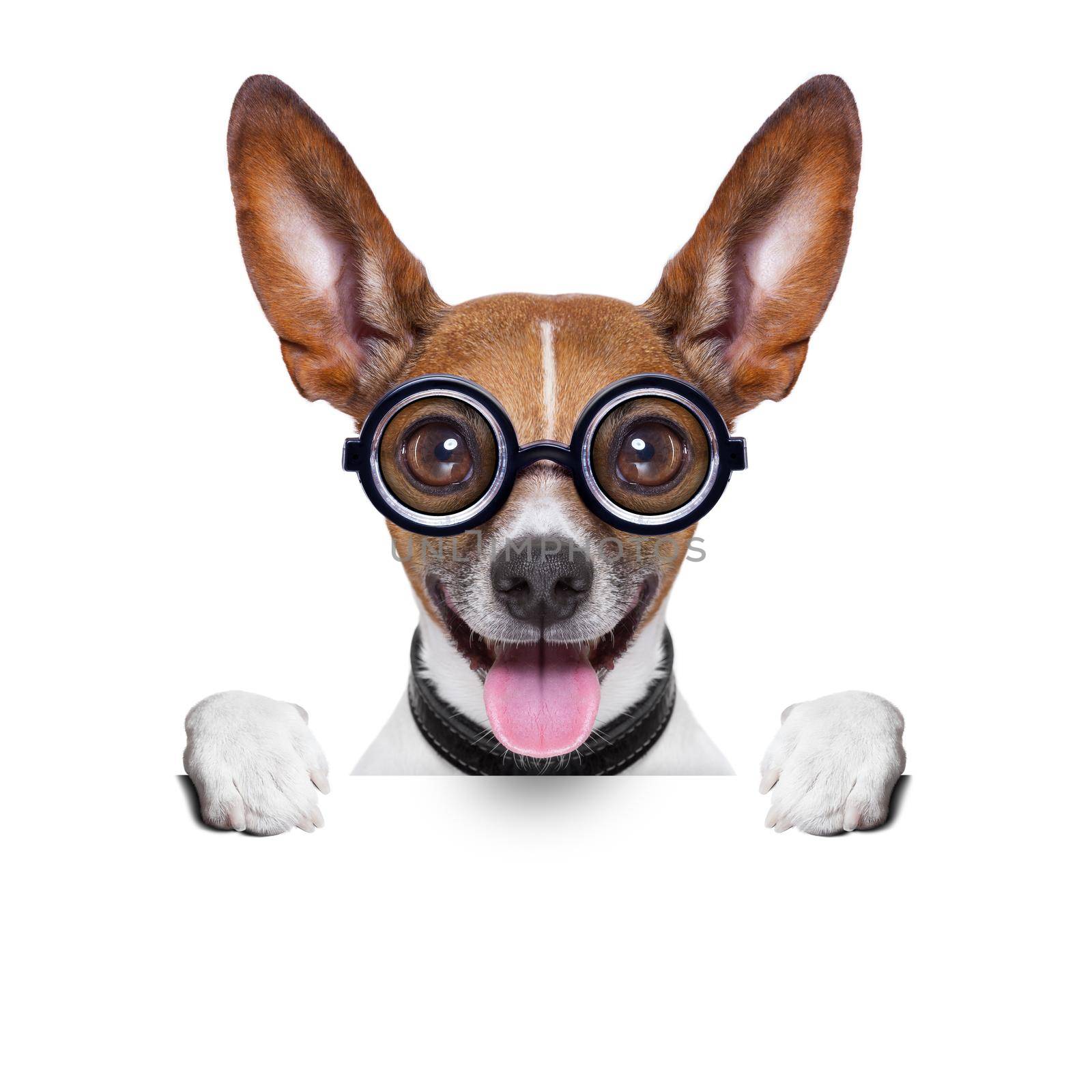 crazy silly dog with funny glasses behind blank placard