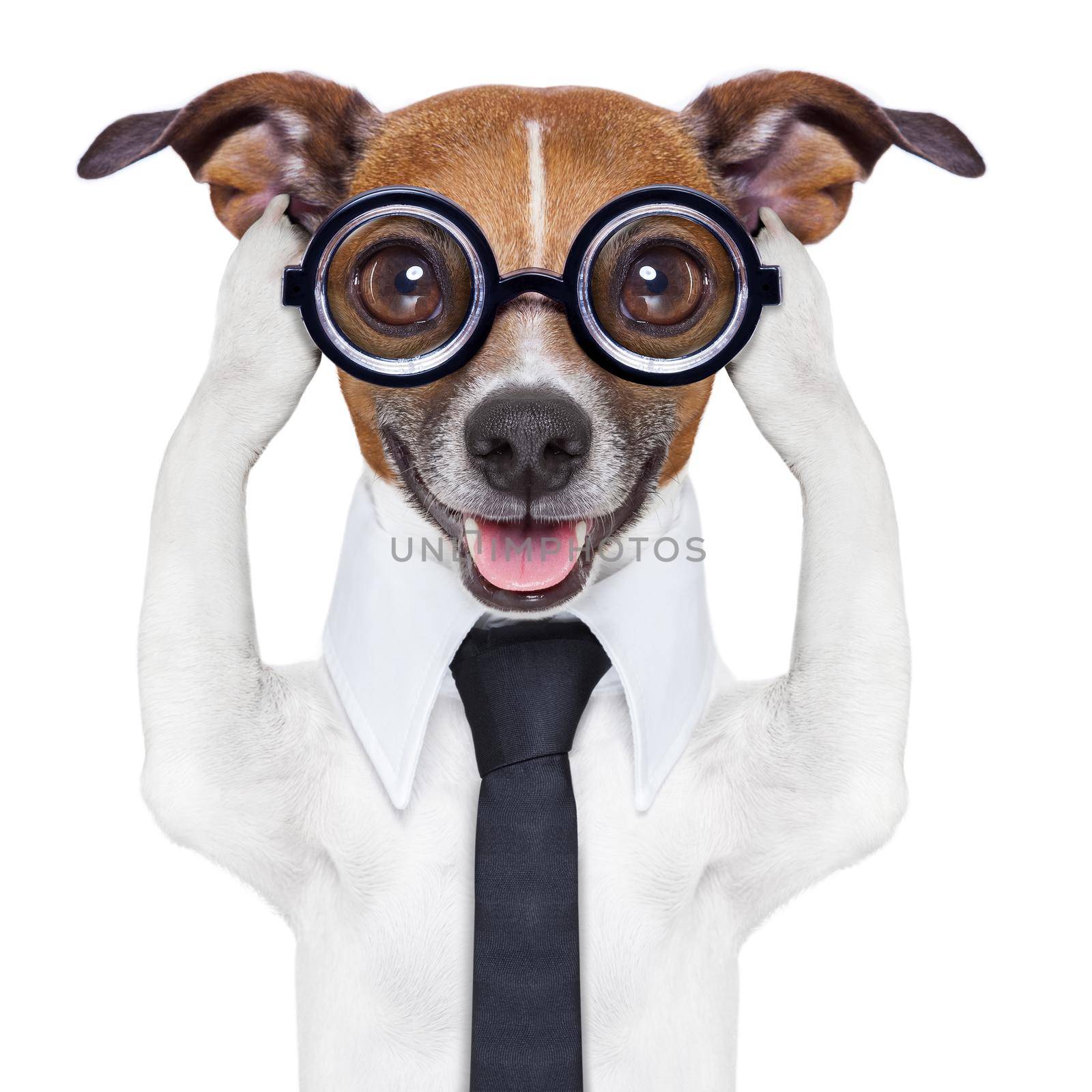 covering both ears dog with paws and a blue tie