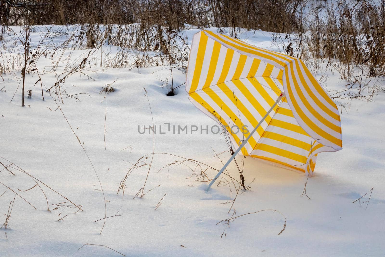 Fallen bright yellow striped beach umbrella on white snow in a park in a snow-covered clearing.