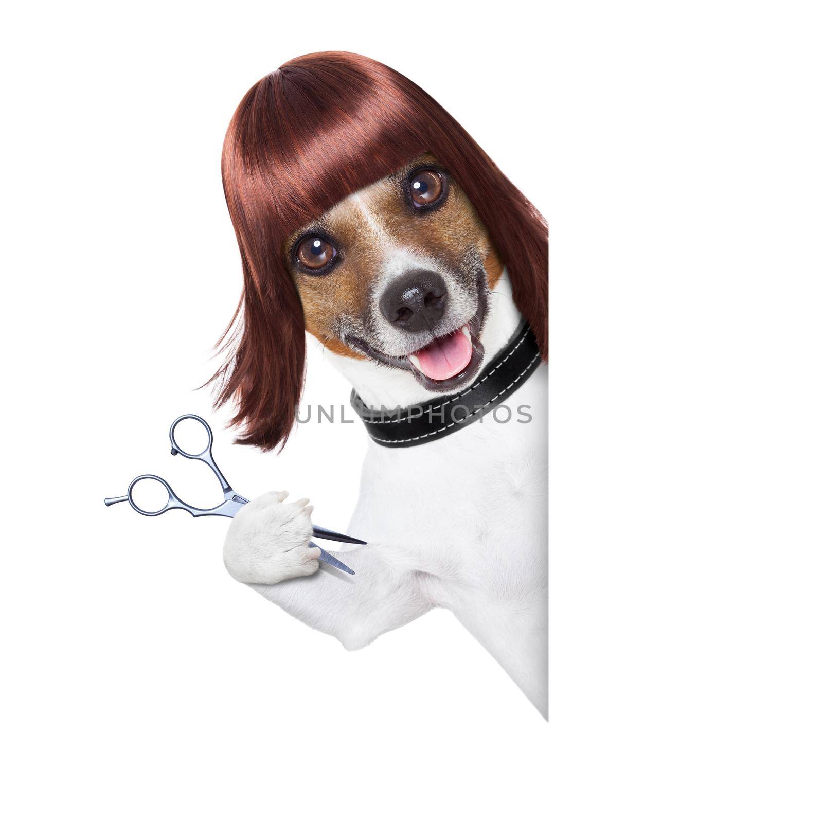 hairdresser dog behind a white and blank placard