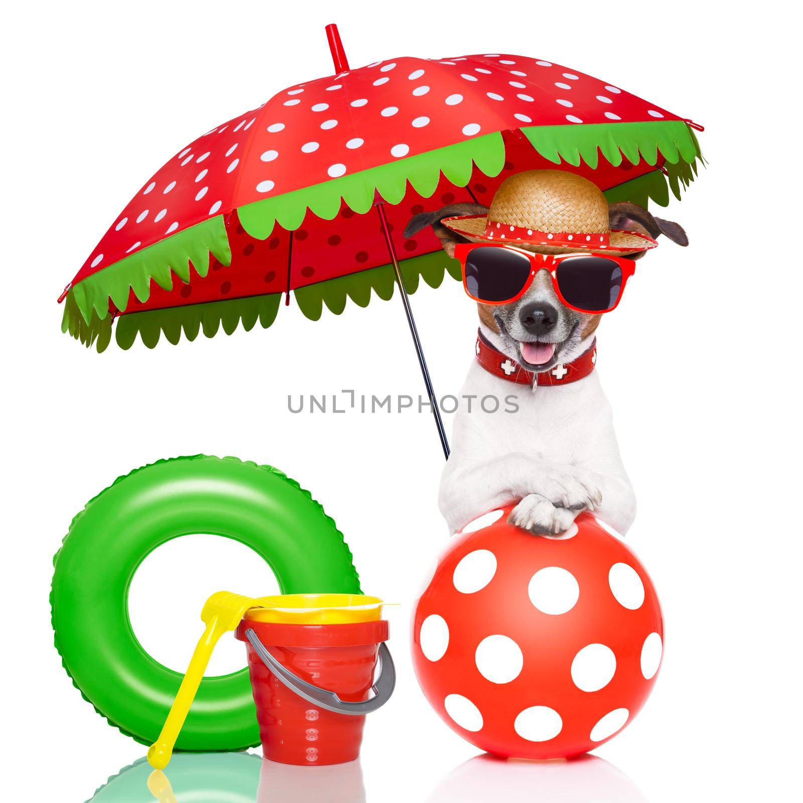 dog under umbrella with red sunglasses and a nice colorful hat