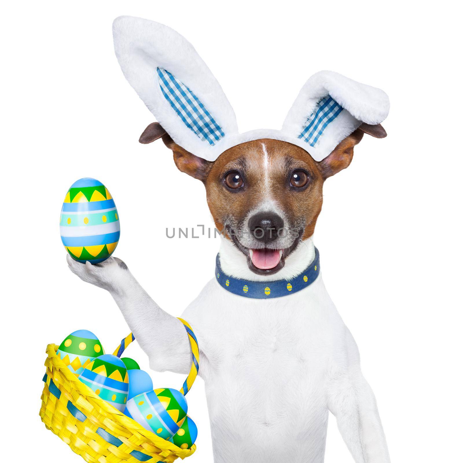 dog dressed up as bunny with easter basket full of eggs