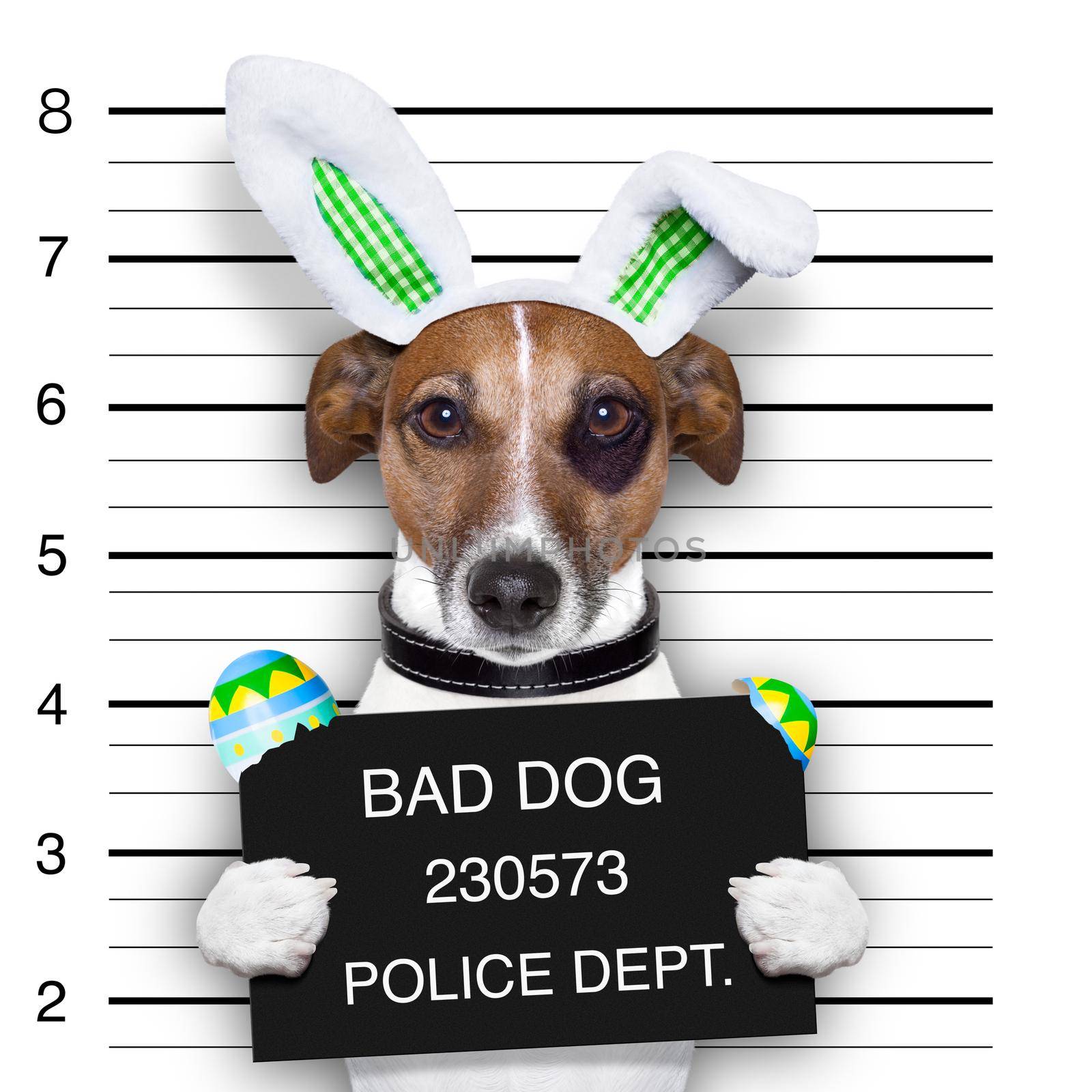 easter mugshot bad dog with broken easter eggs