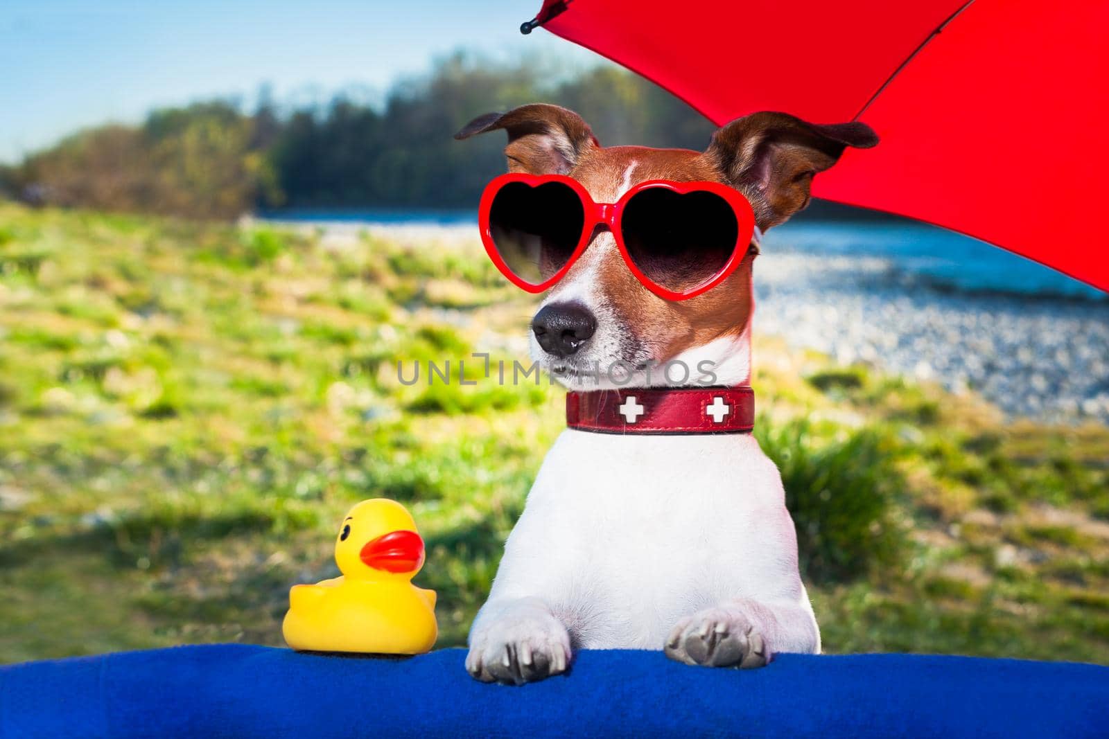 dog with yellow duck and umbrella on summer holidays
