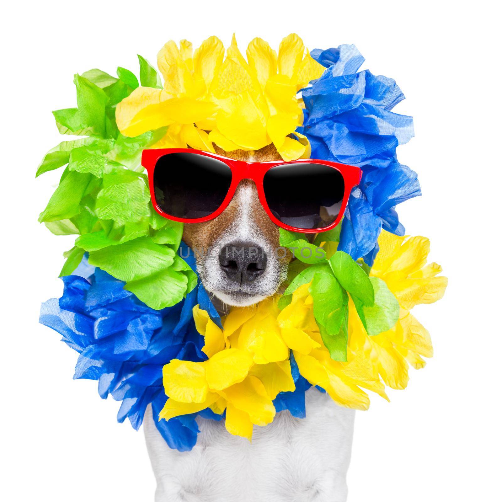 crazy silly brazilian dog with red sunglasses and flower chain
