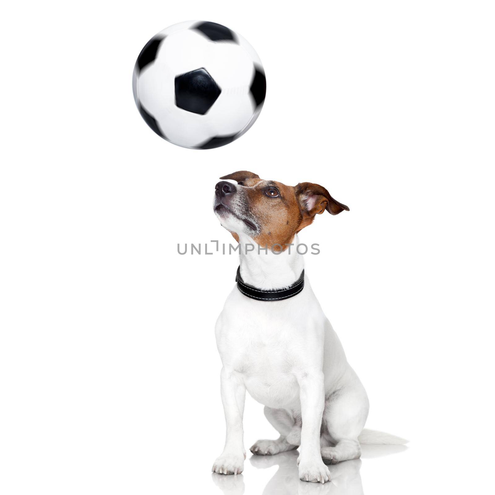 soccer dog with spinning ball over the nose