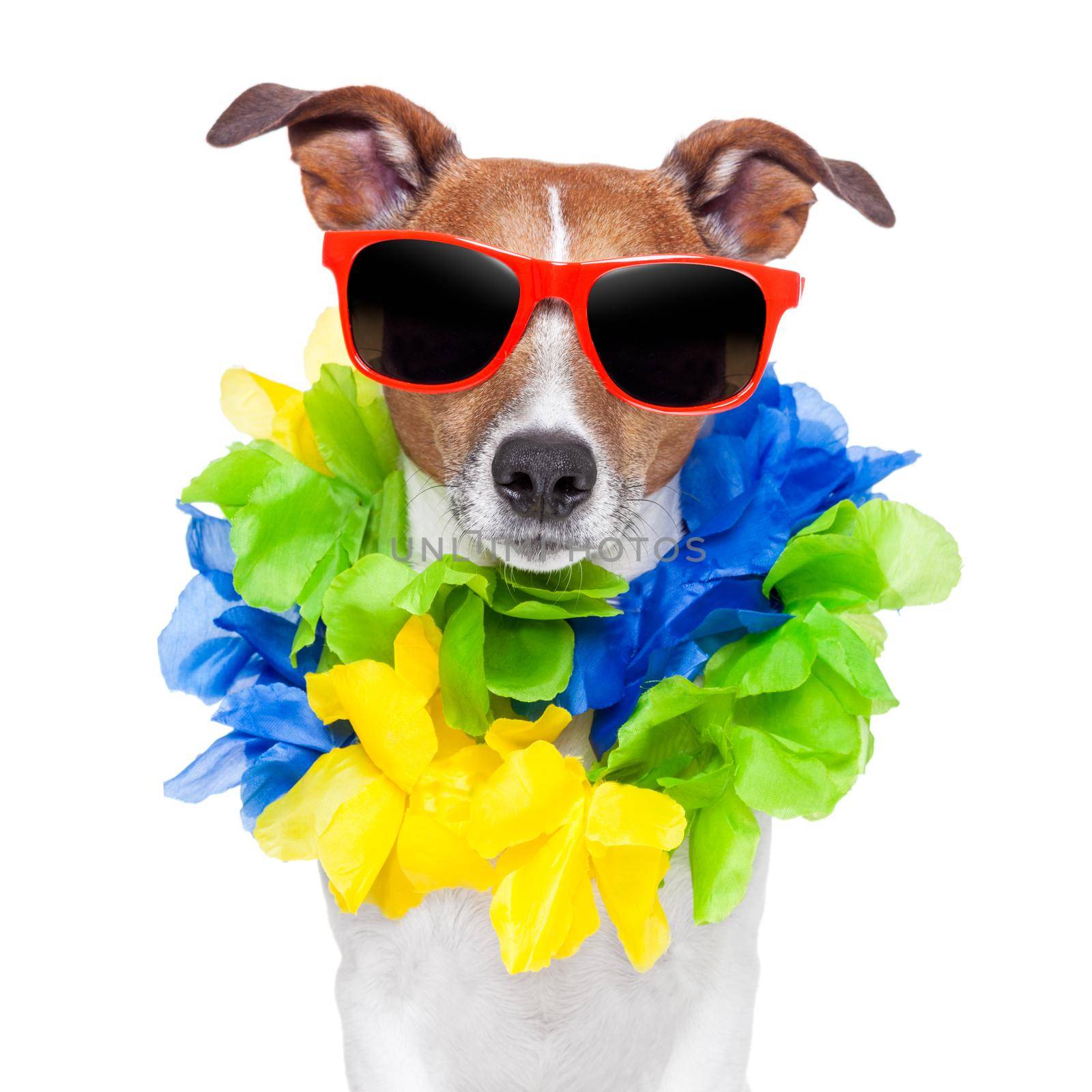 crazy silly brazilian dog with red sunglasses and flower chain