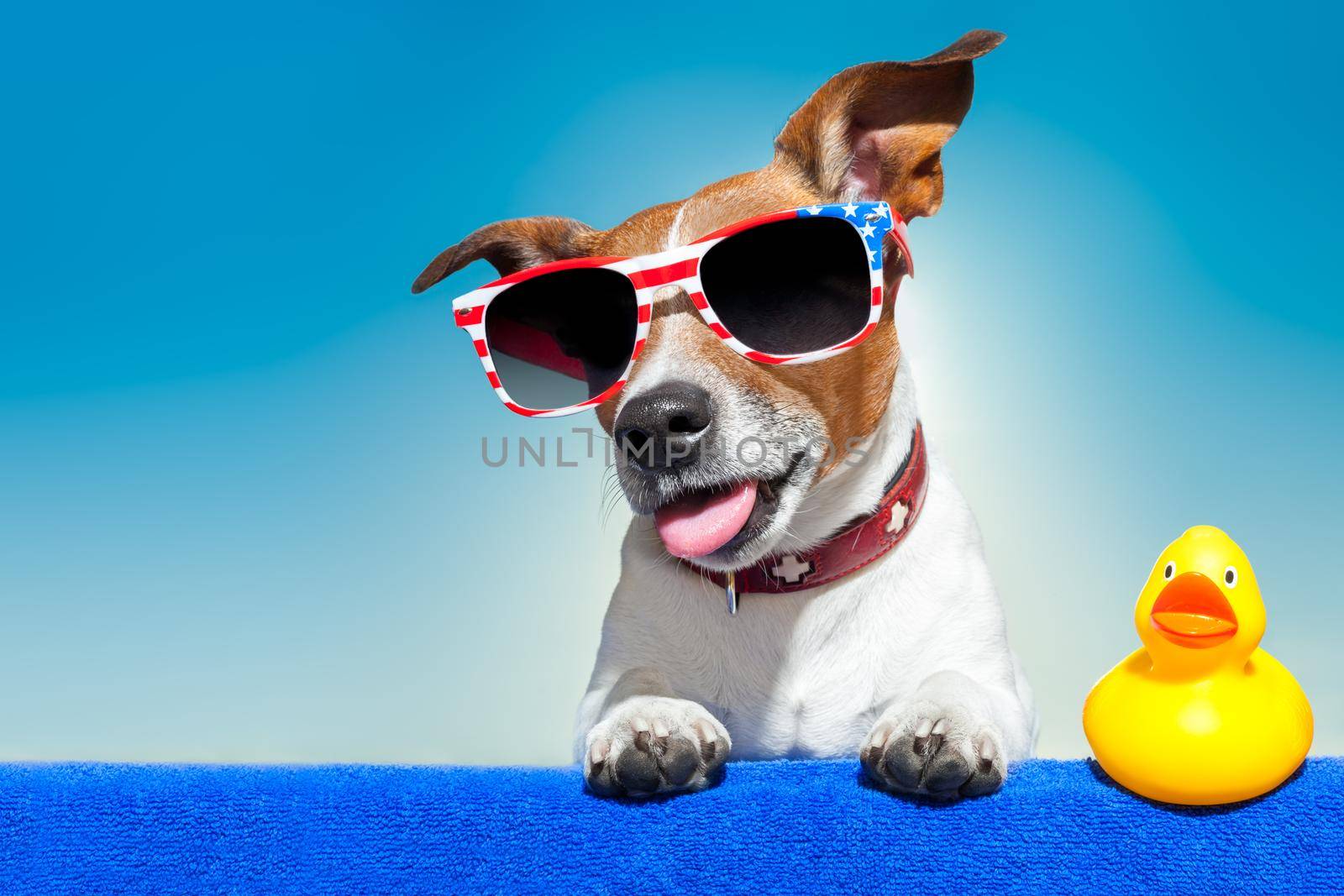 dog sunbathing on ab blue towel with a plastic duck and fancy sunglasses