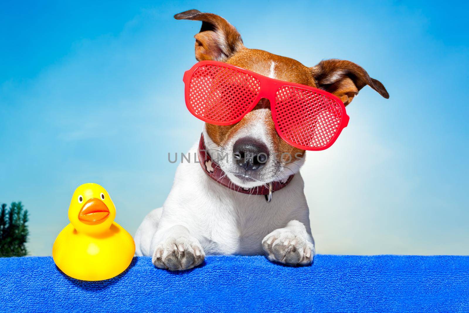 dog sunbathing on ab blue towel with a plastic duck and fancy sunglasses