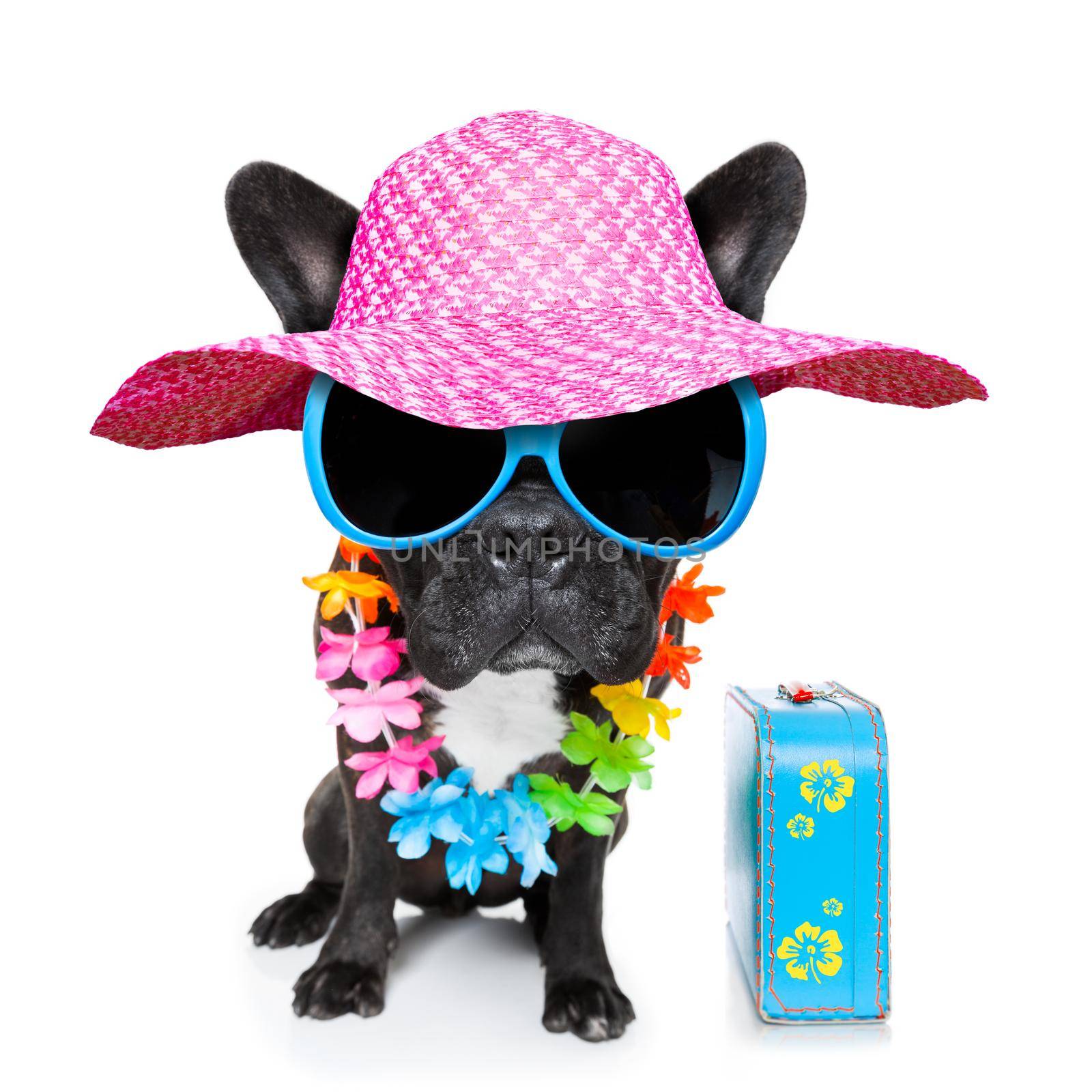 dog on vacation wearing fancy sunglasses and funny flower chain with luggage