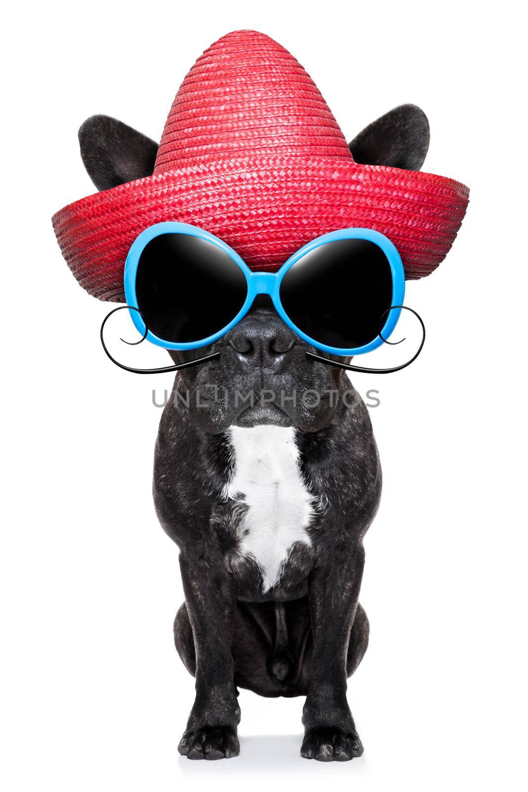french bulldog with a red mexican sombrero