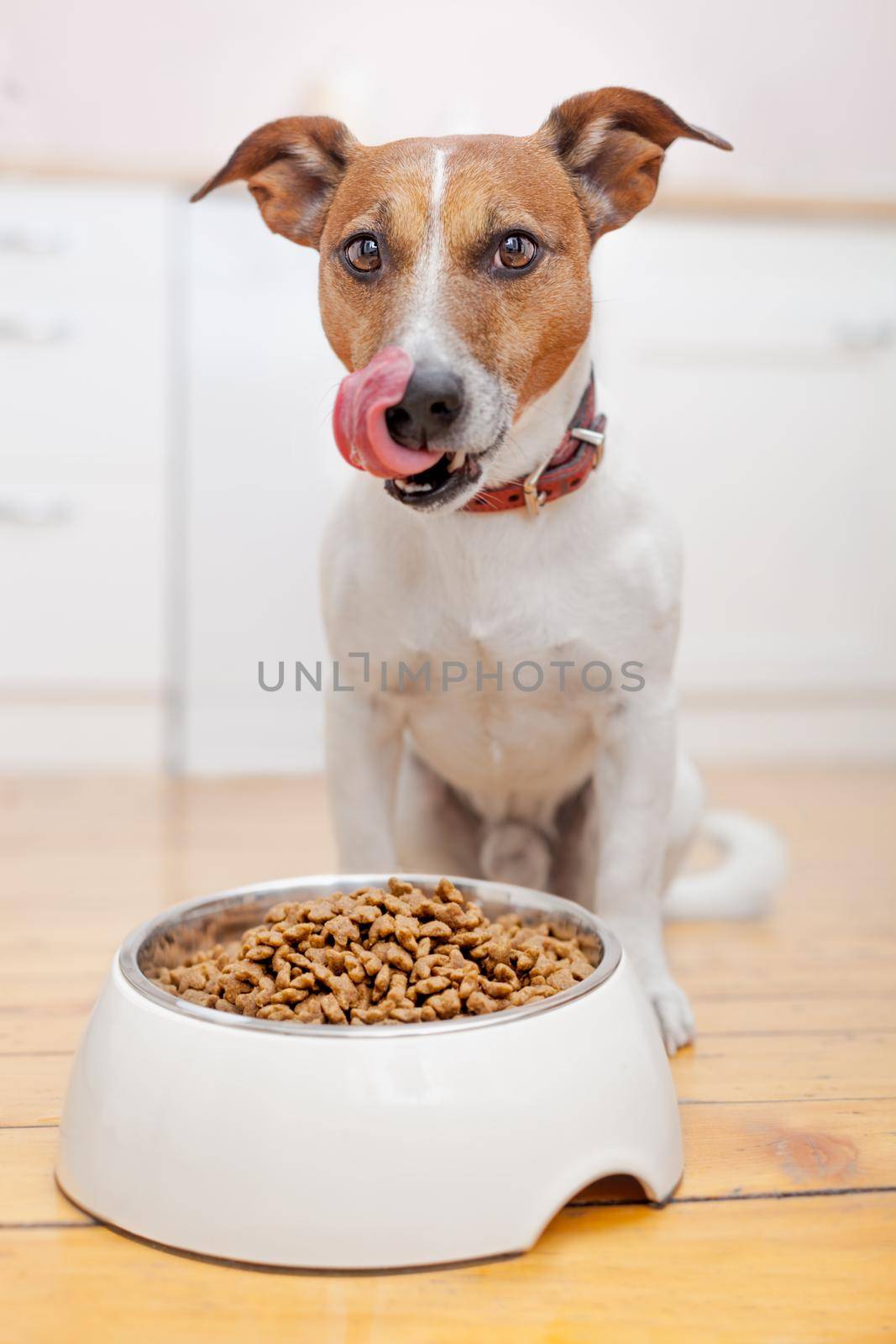hungry dog eating and licking with tongue