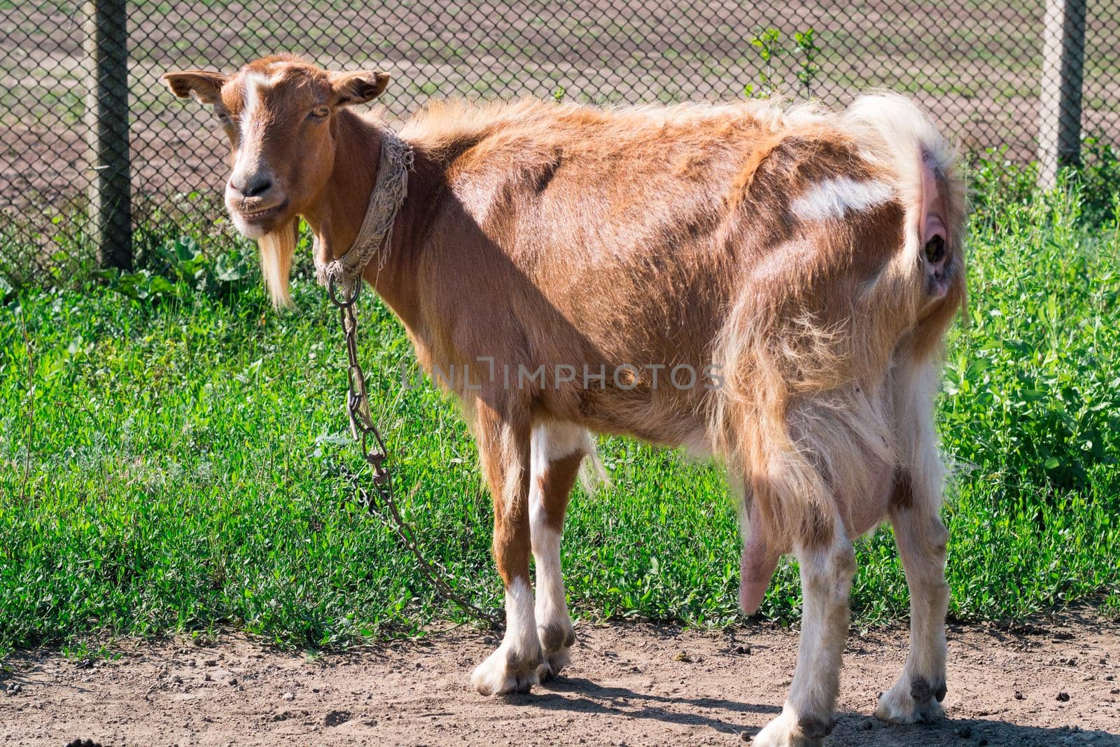 Domestic red goat on village road in pasture land feeding