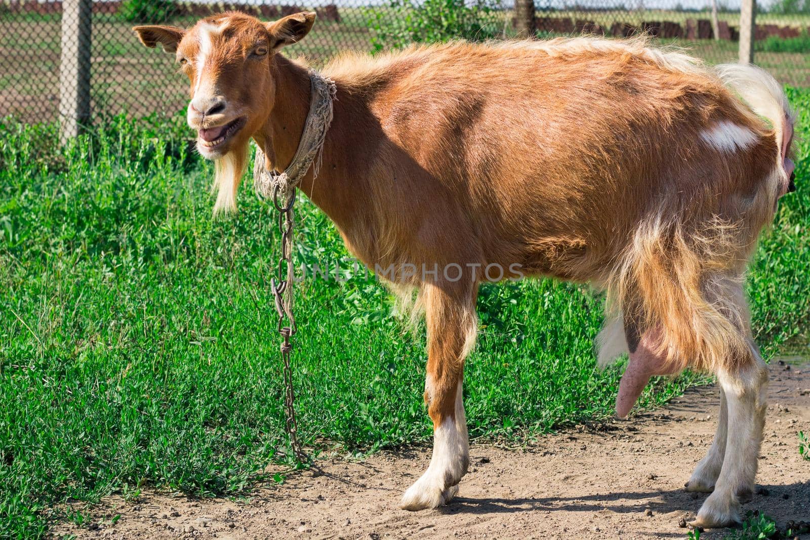 Domestic red goat standing on countryside road in pasture land while feeding