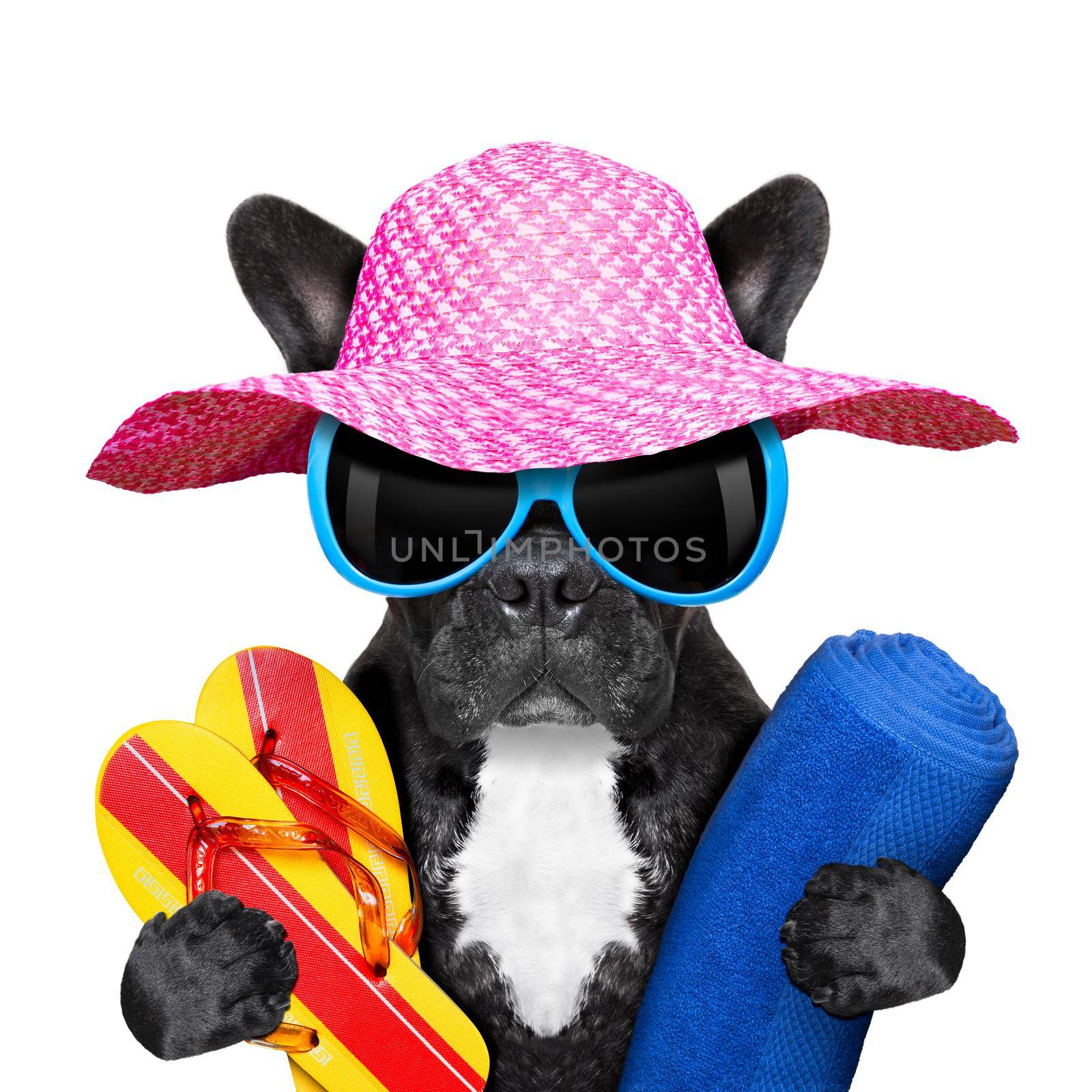 french bulldog  on summer holidays with towel and flip flops