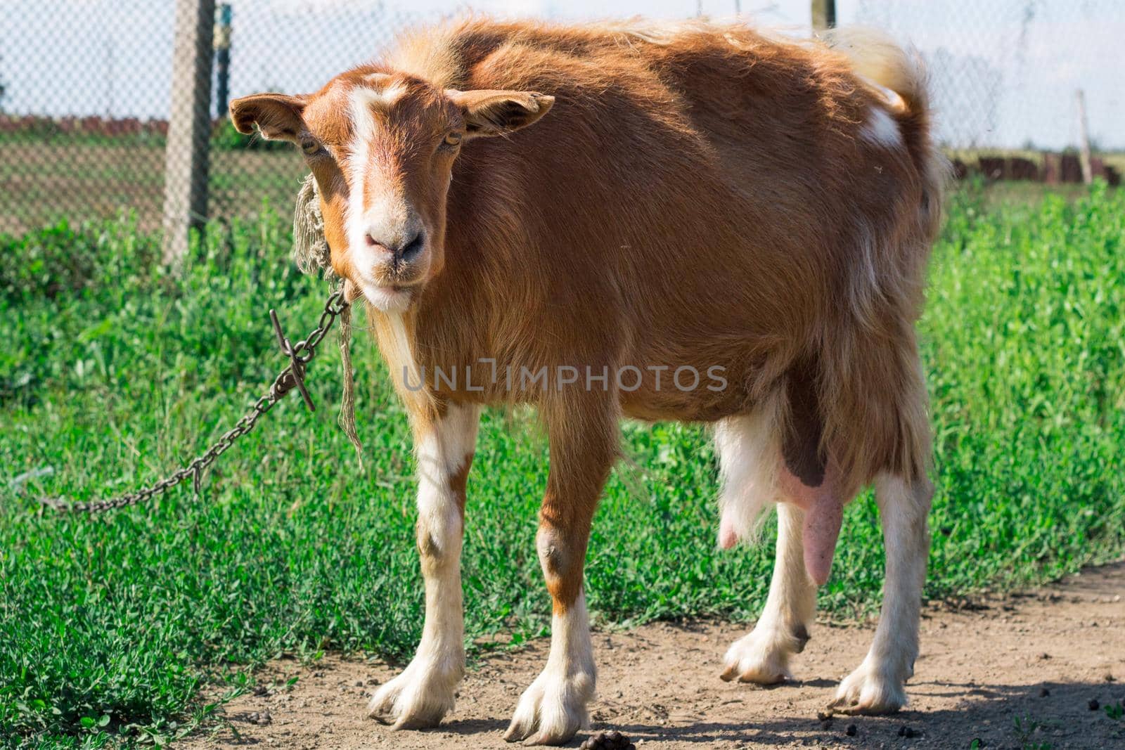 Domestic red goat standing on village road in countryside pasture land while feeding on grass by VeraVerano