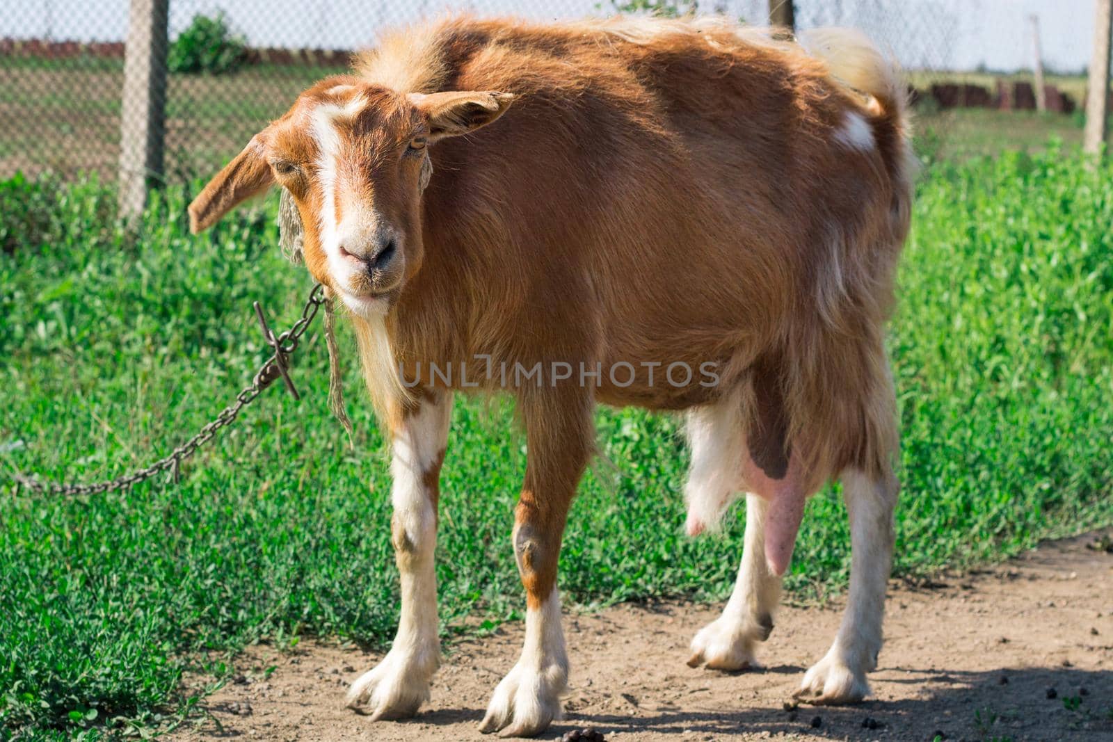 Domestic red goat standing on village road in pasture feeding