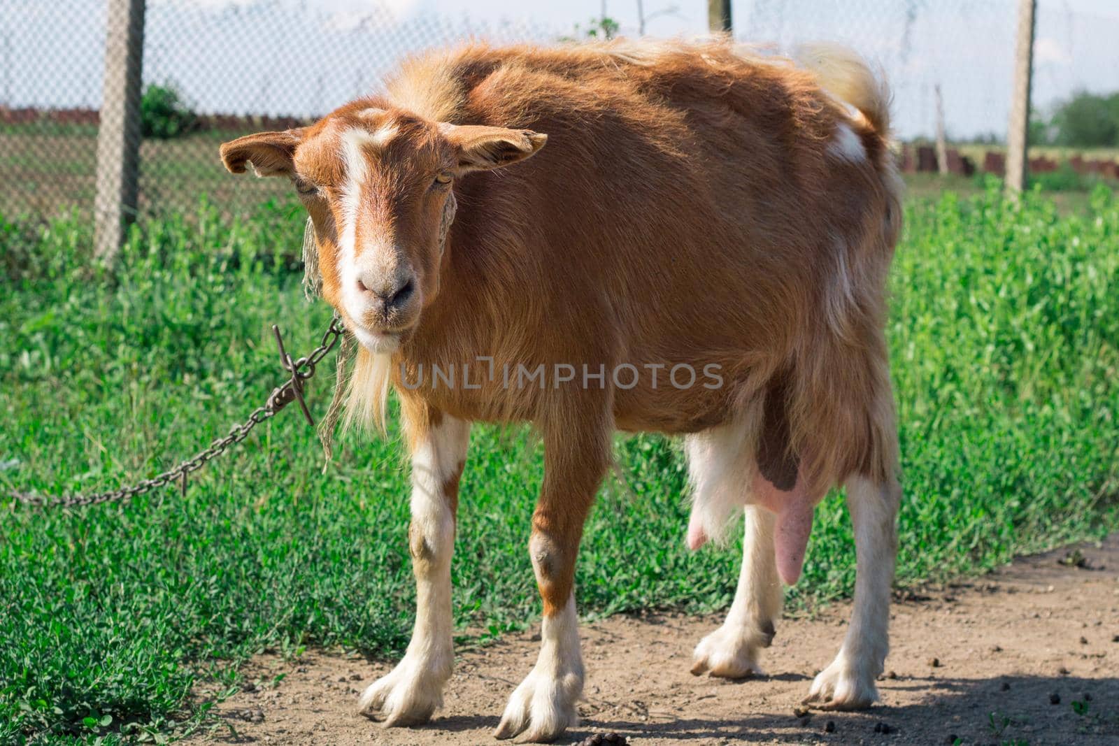 Domestic red goat on village road in countryside pasture land feeding on grass