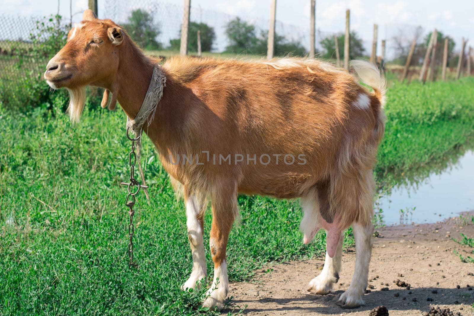 Domestic red goat standing on village countryside pasture land while feeding on grass