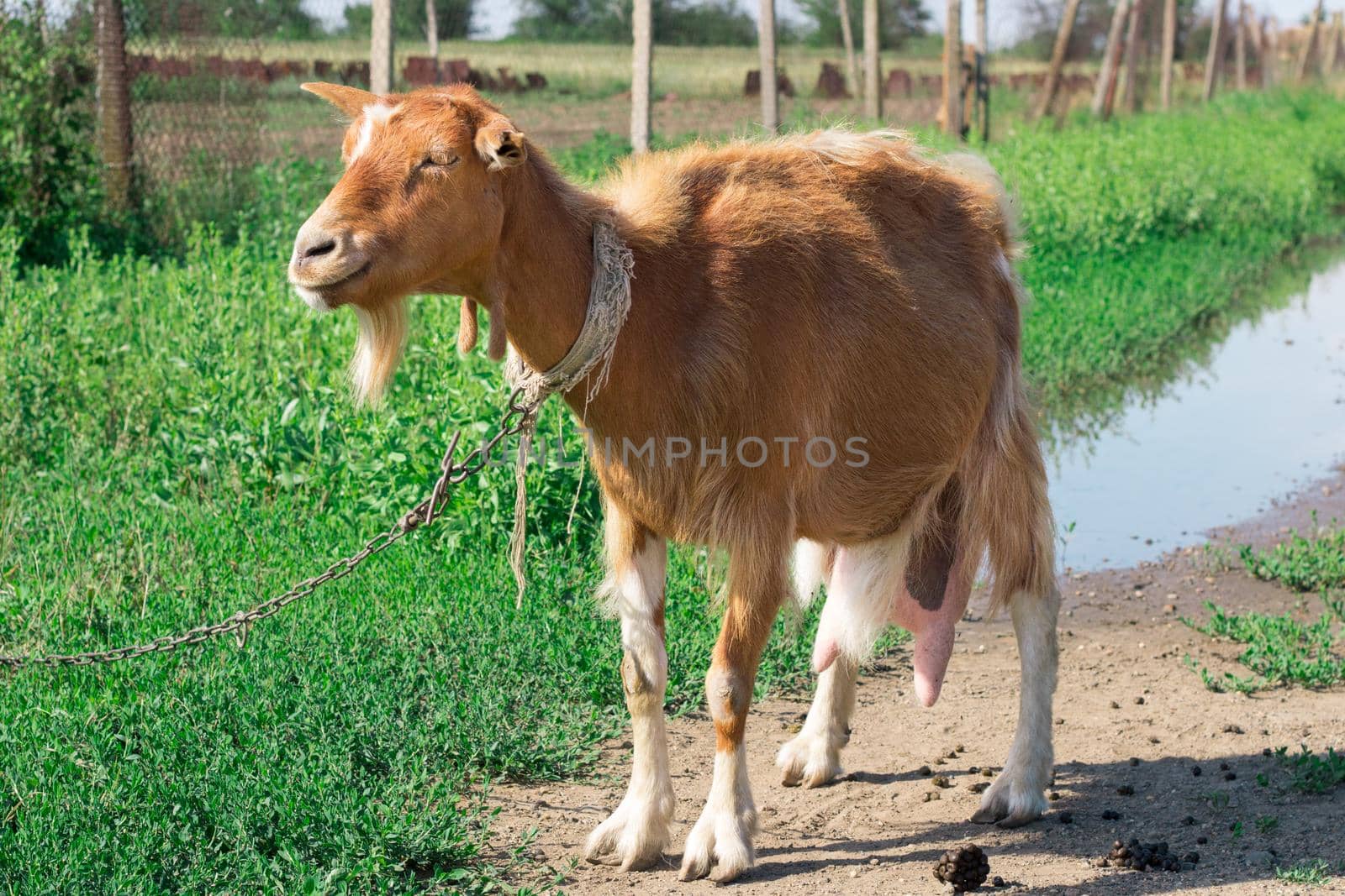 Domestic red goat standing on road in countryside pasture land feeding on grass