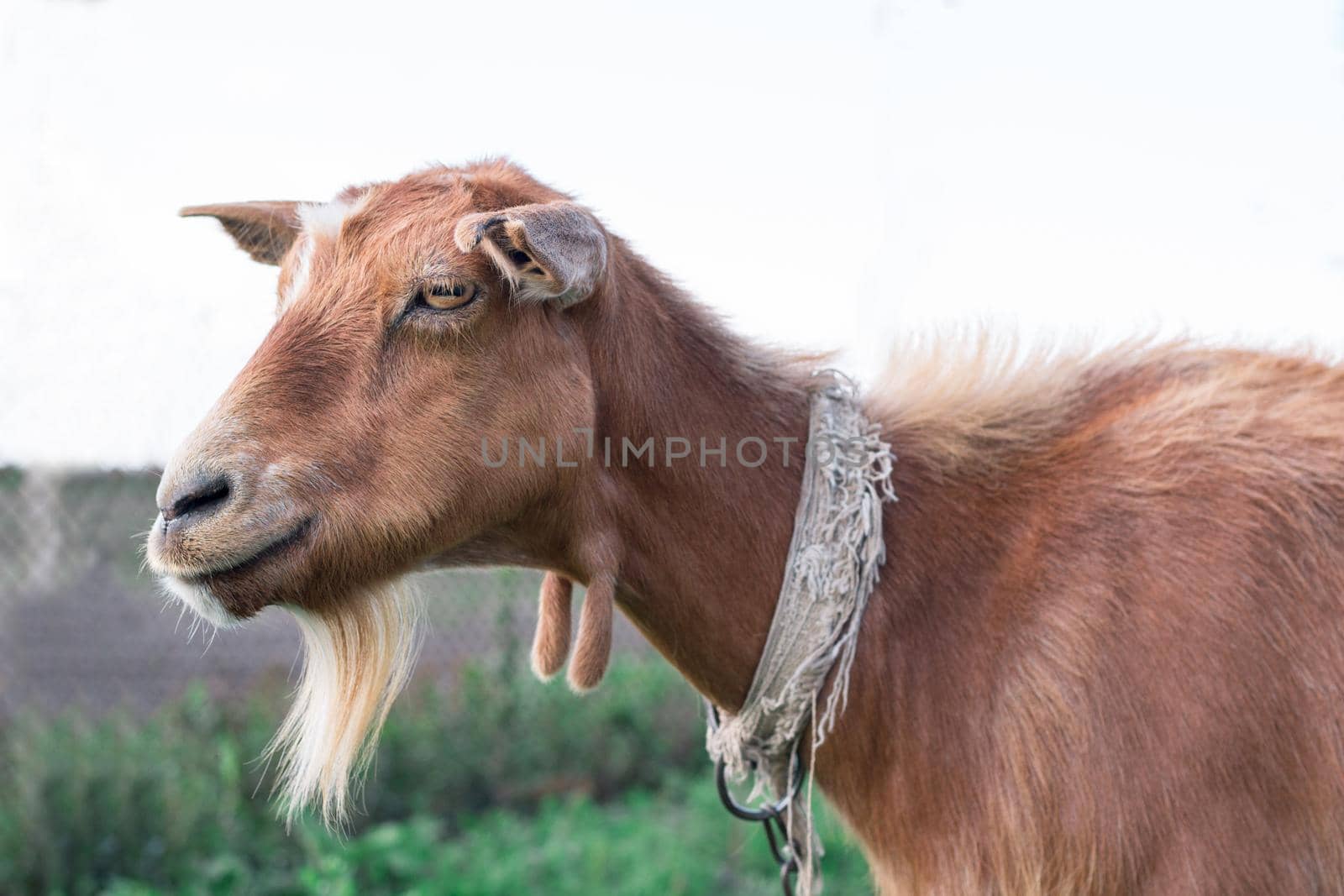 Close-up of adult domestic red goat  smiling at countryside green grass pasture land