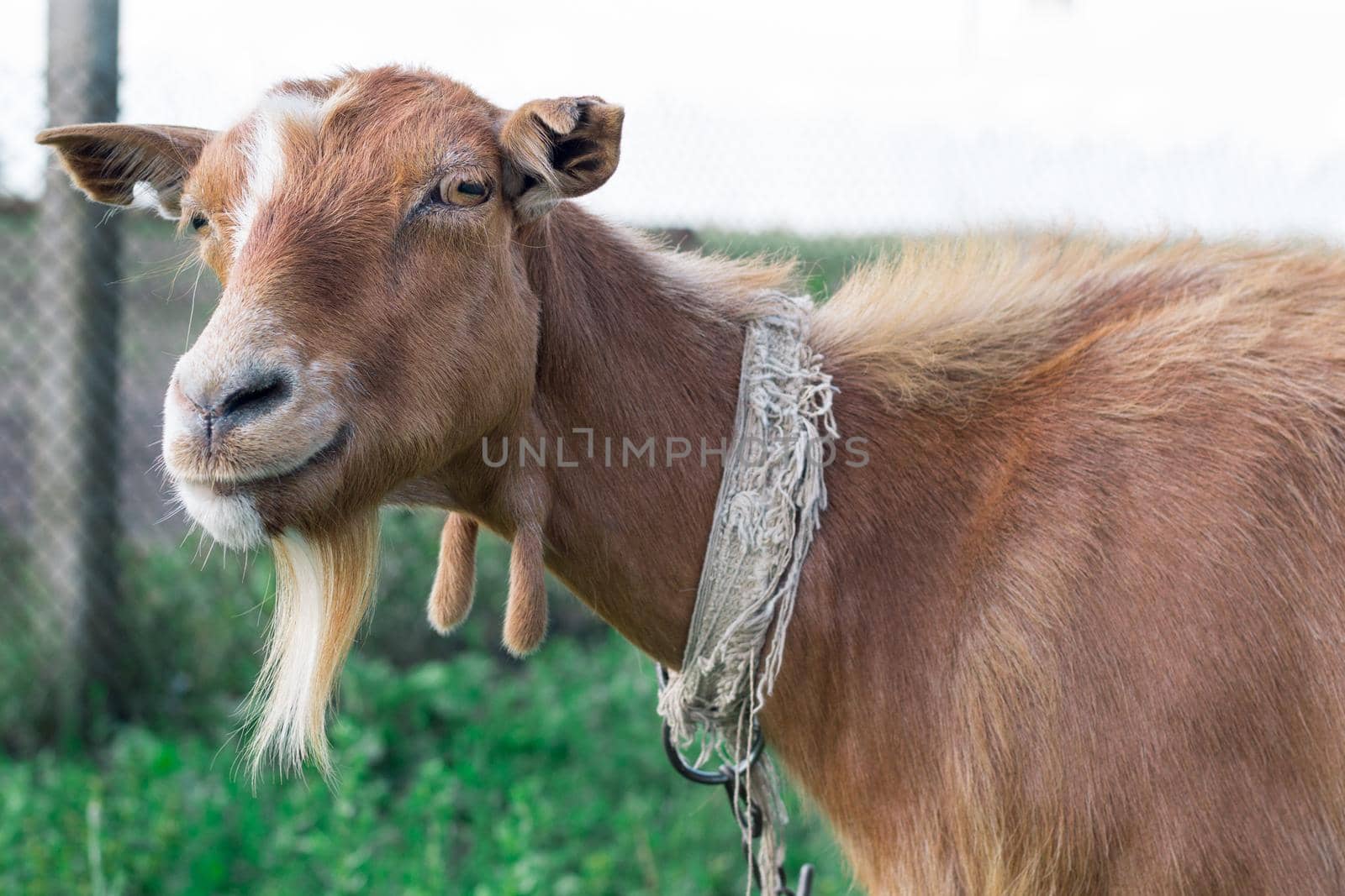 Close-up of adult domestic red goat  smiling at countryside green pasture land