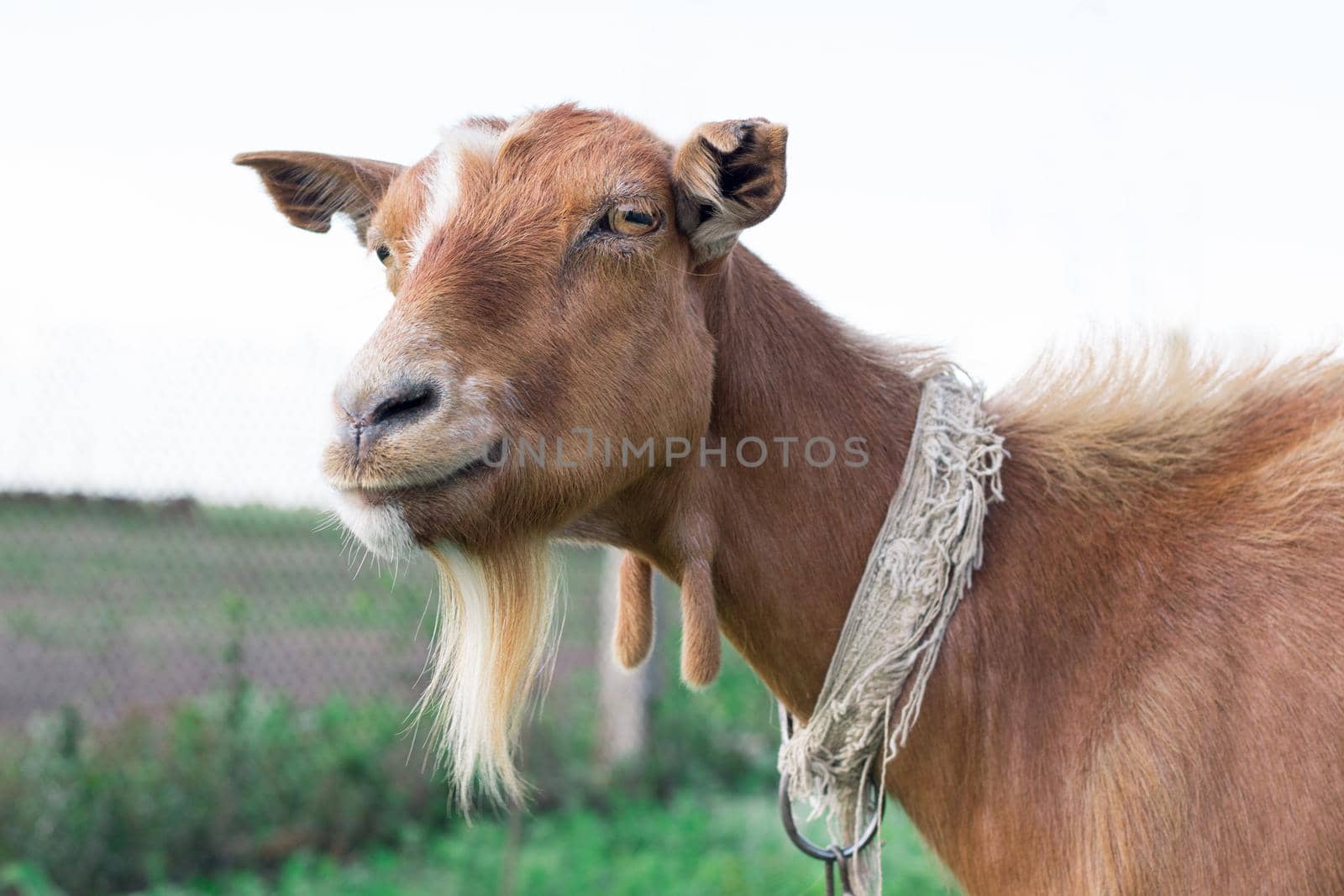 Close-up of smiling adult domestic red goat  standing at countryside green grass pasture by VeraVerano