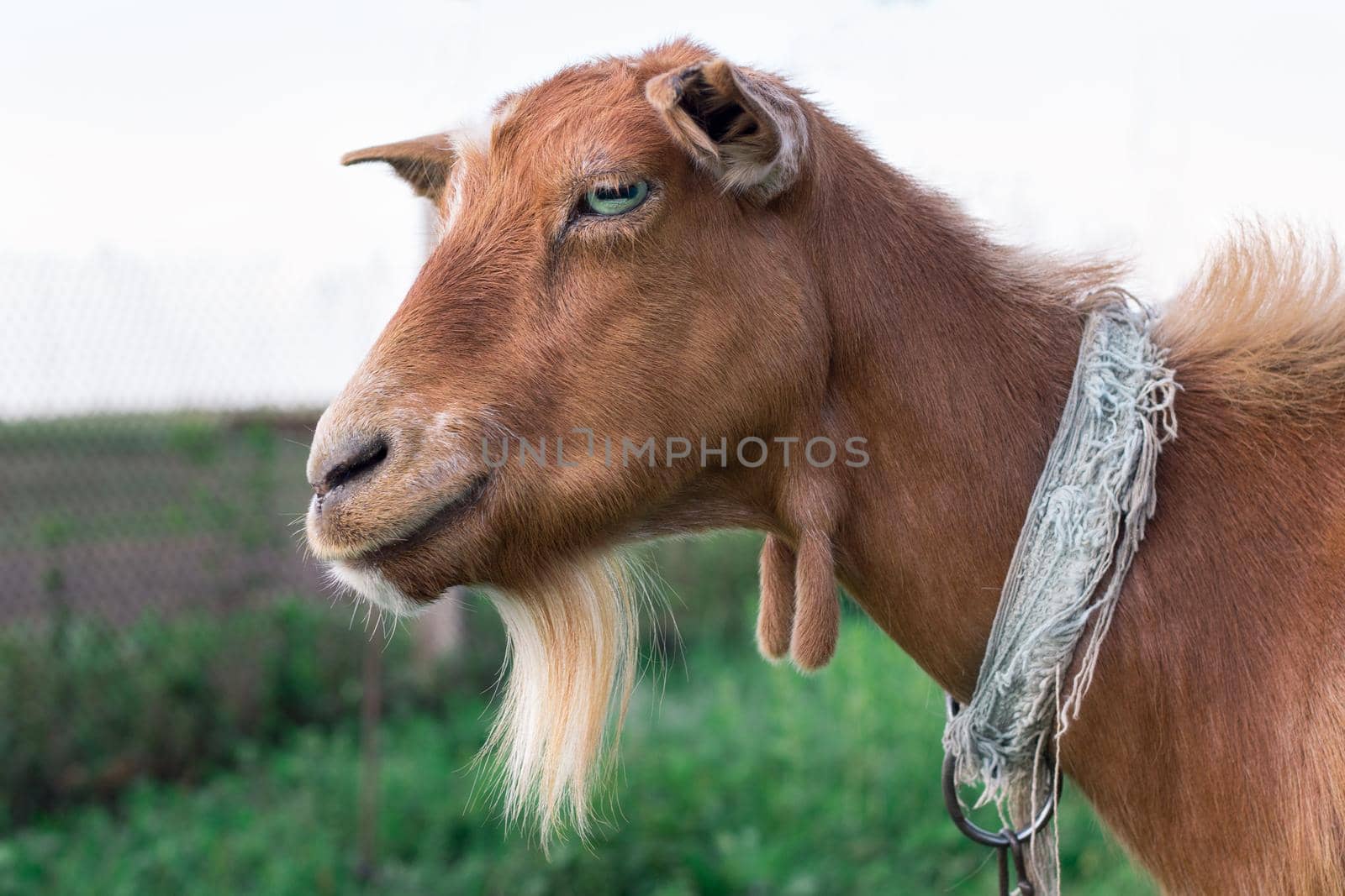 Close-up of smiling adult domestic red goat head at countryside green grass pasture
