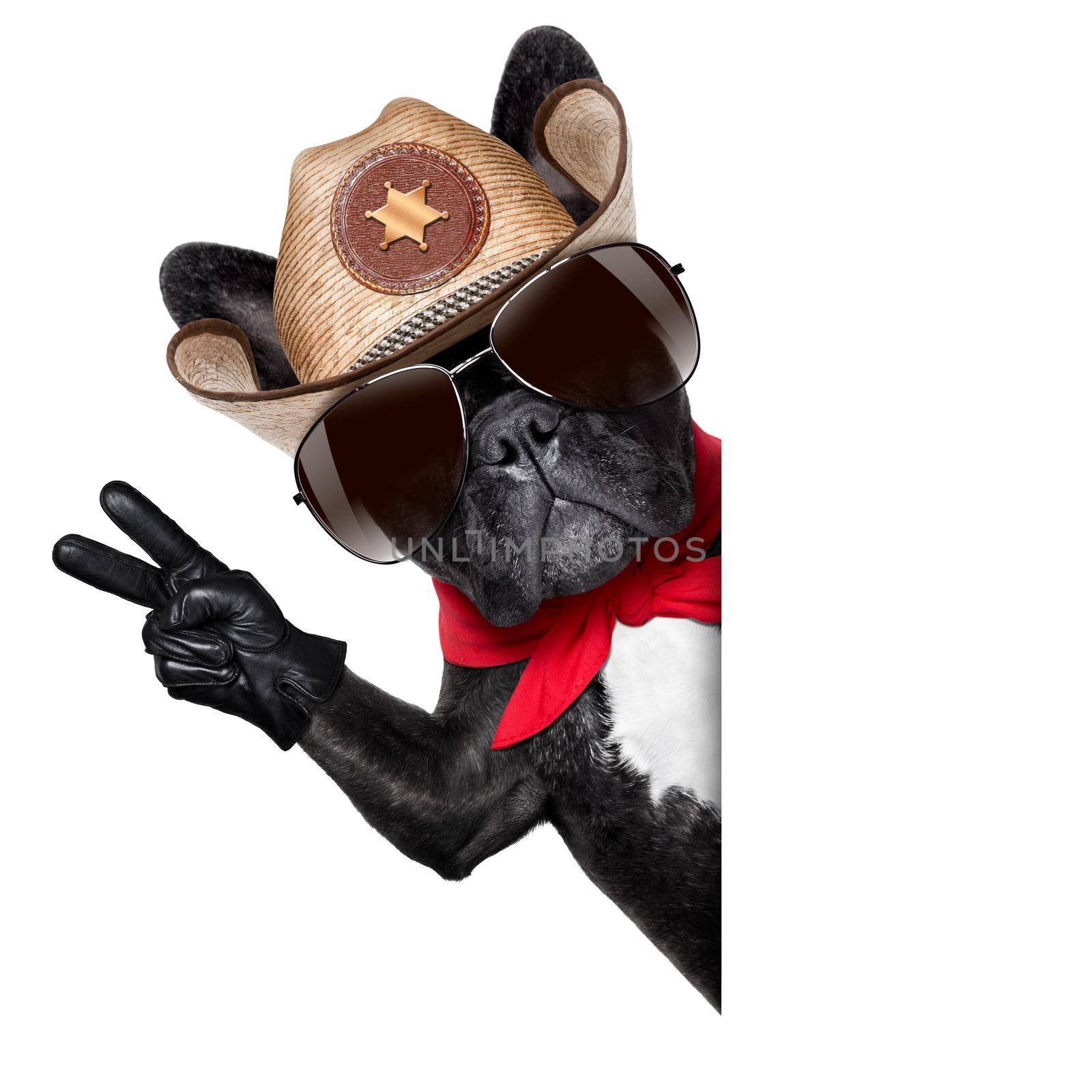 peace or victory fingers cowboy dog beside white blank banner oder placard