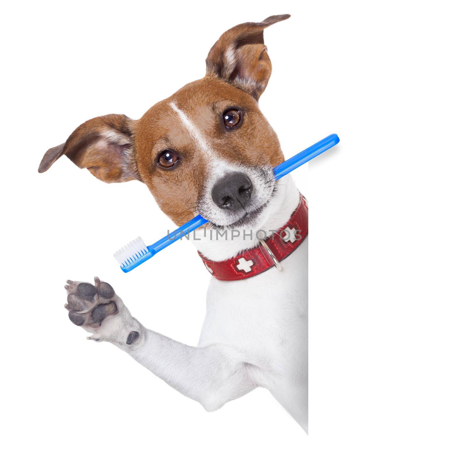 toothbrush dog by Brosch