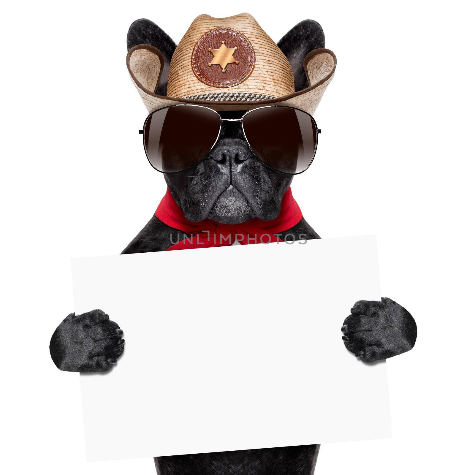 cool cowboy dog holding a white blank big banner or placard