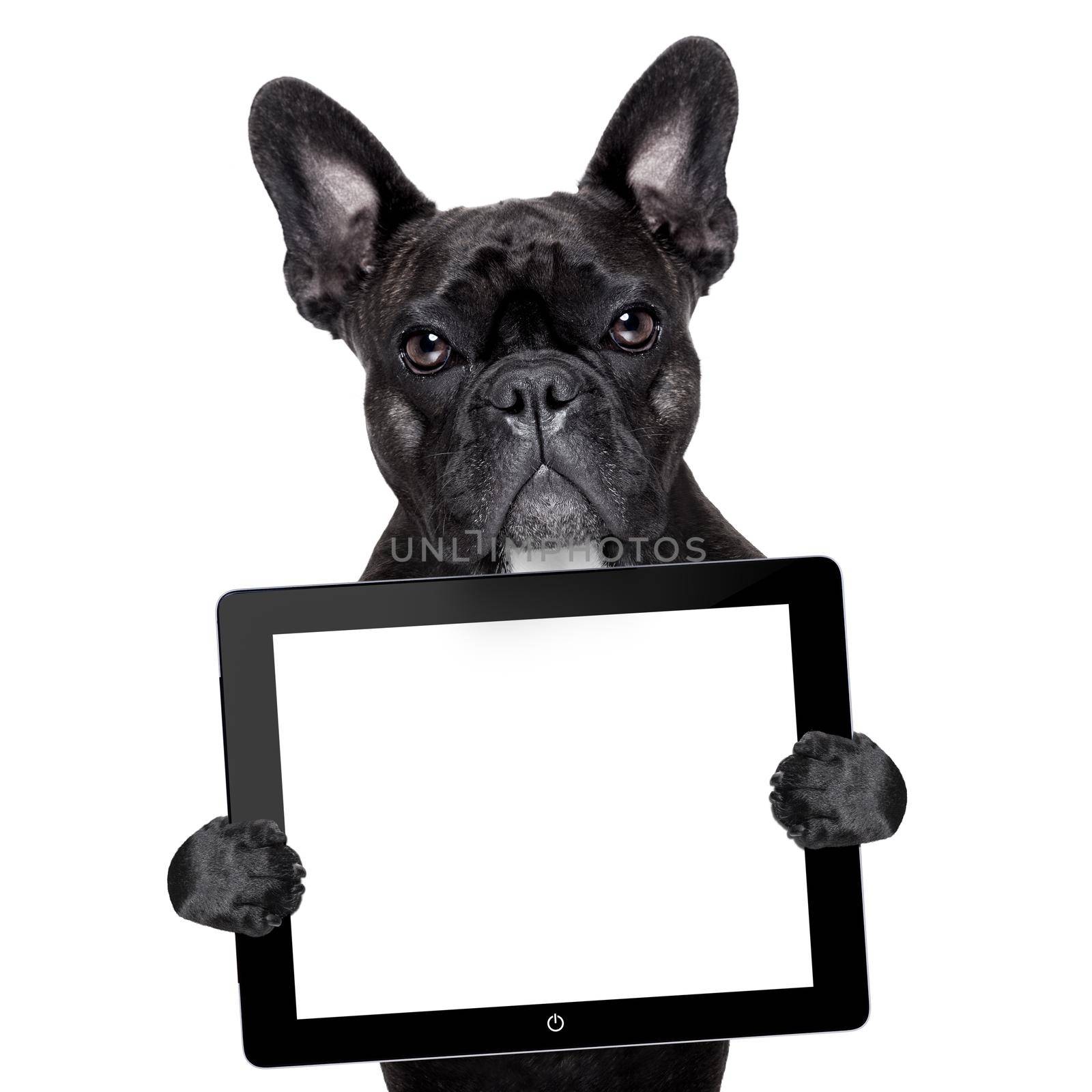 dog with tablet pc by Brosch