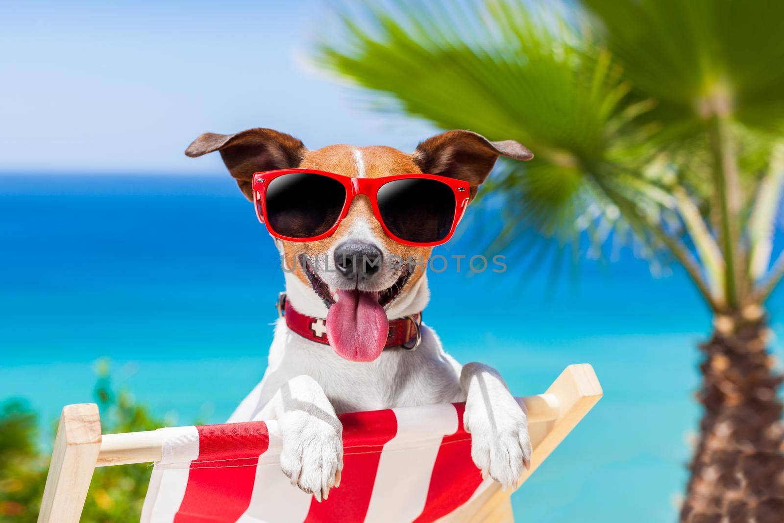 summer vacation dog by Brosch