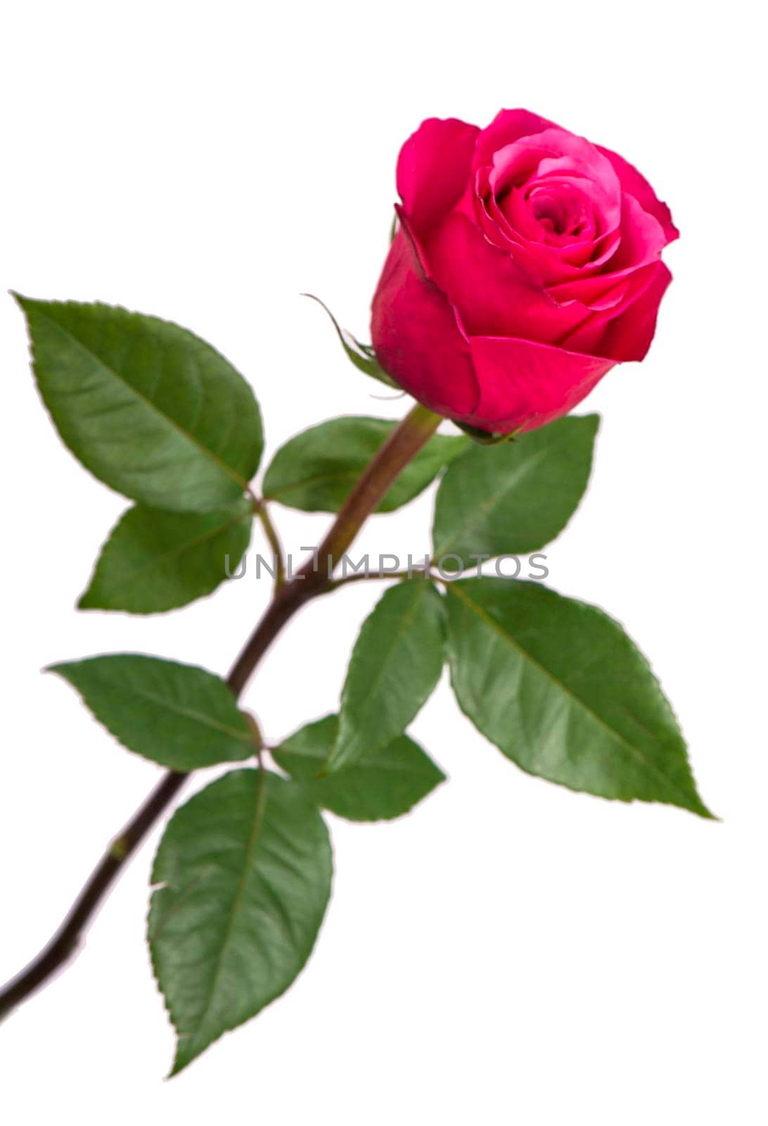 beautiful pink rose on a white background by aprilphoto