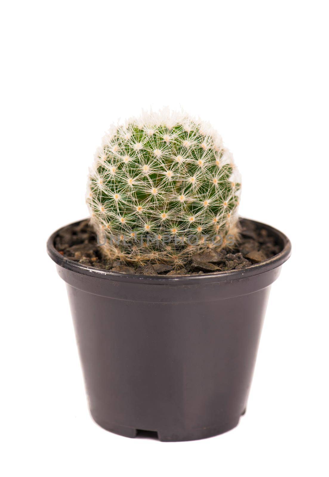 close up of small cactus houseplant in pot by aprilphoto