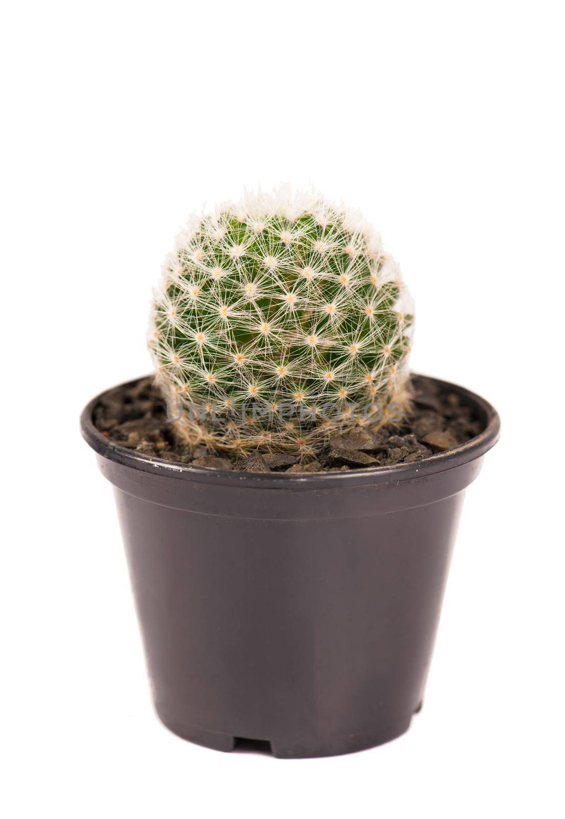 close up of small cactus houseplant in pot on white background