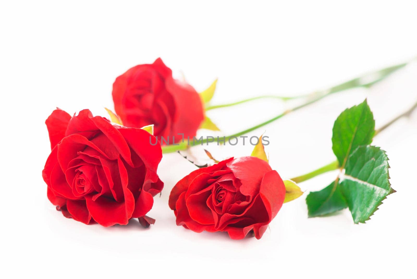 beautiful red roses on a white background by aprilphoto