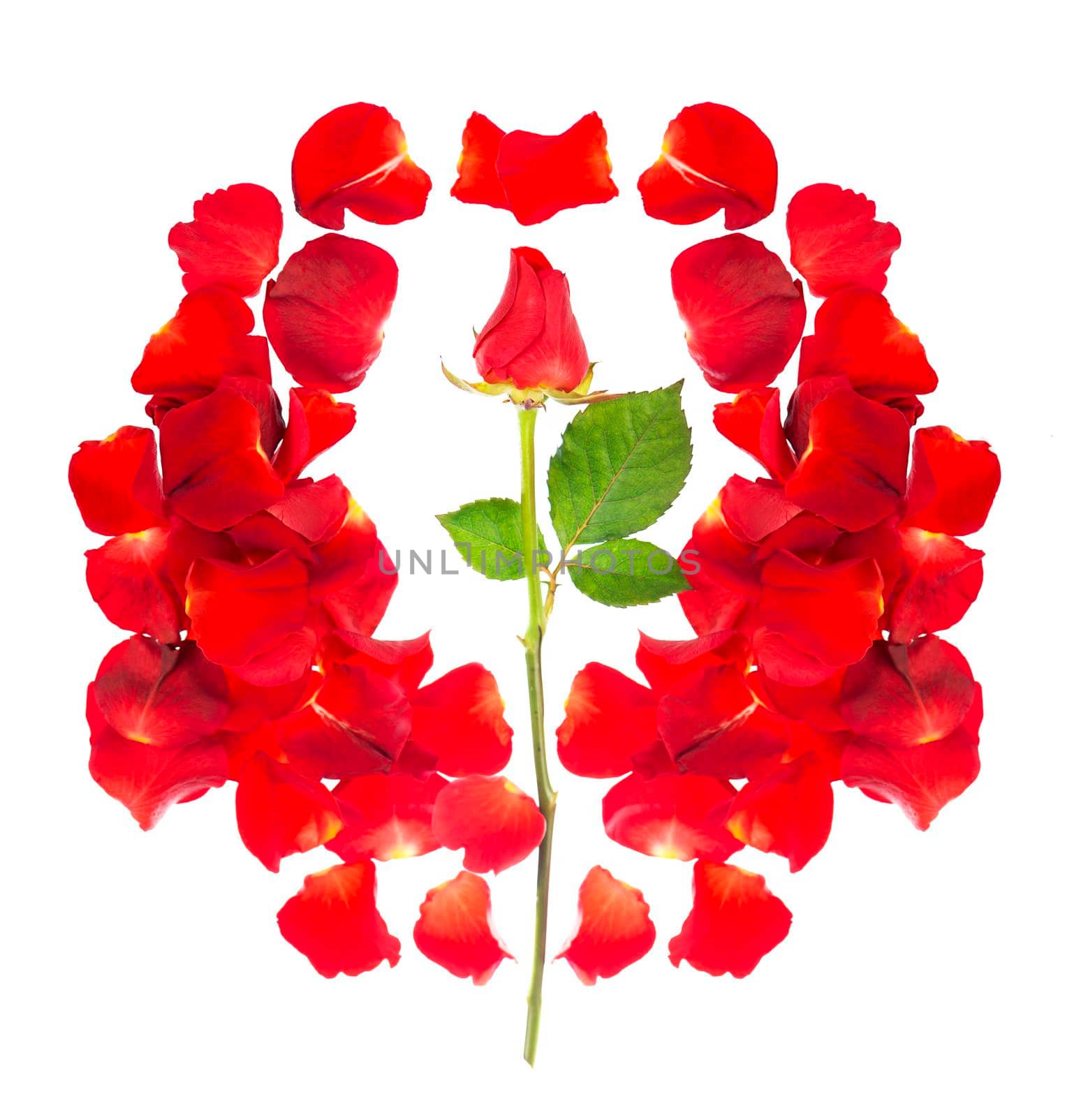 Red rose petals isolated over the white background.