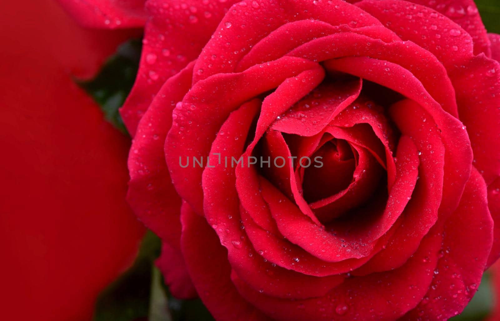 A close up macro shot of a red rose flower