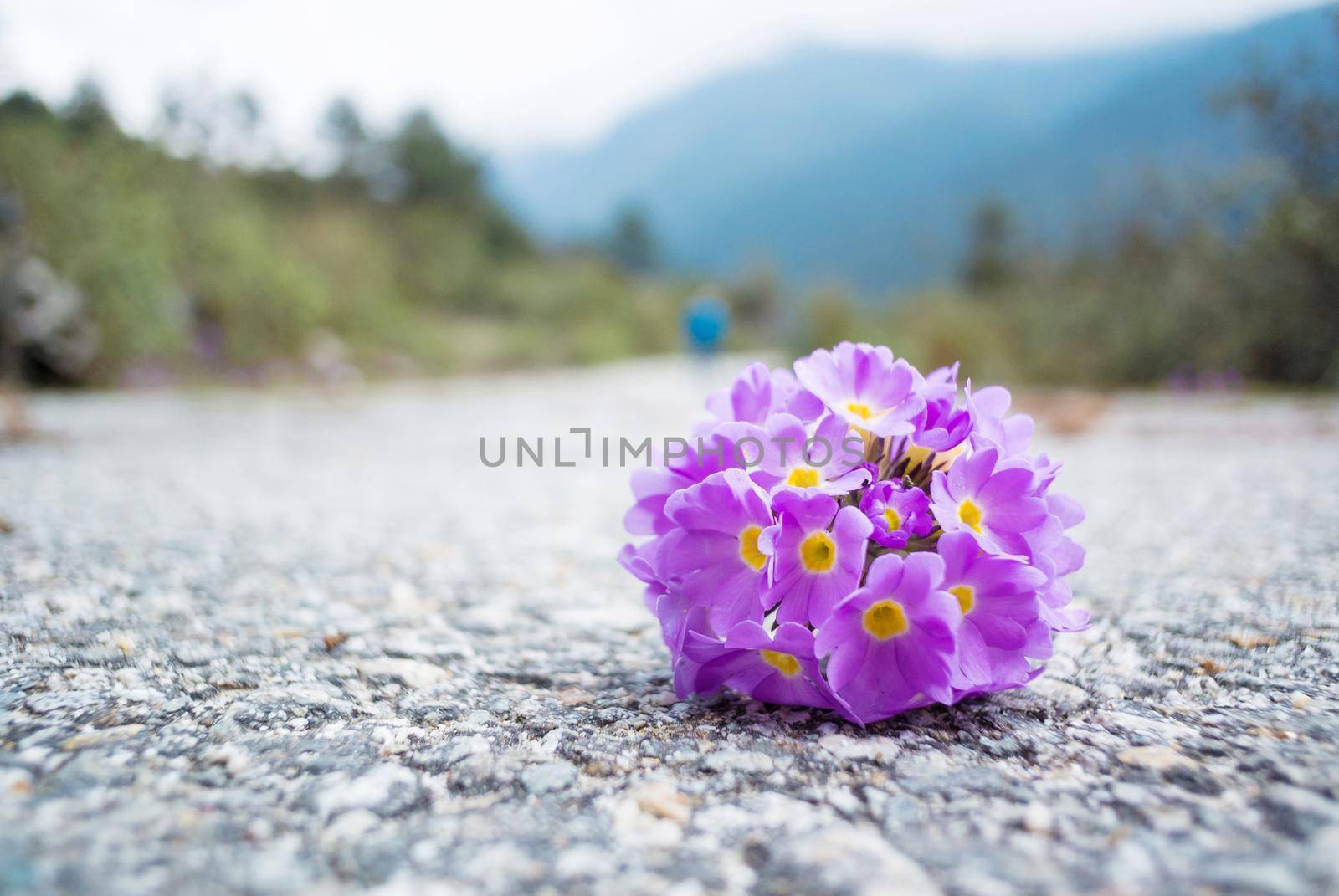 Beautiful flower drop on road by Nuamfolio