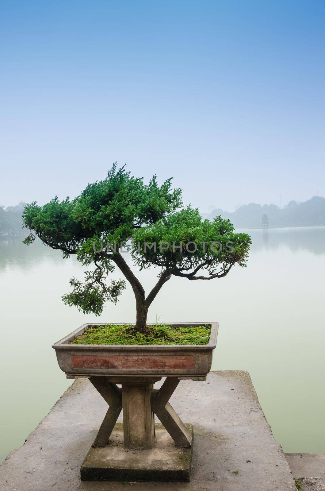 Chinese green bonsai tree
