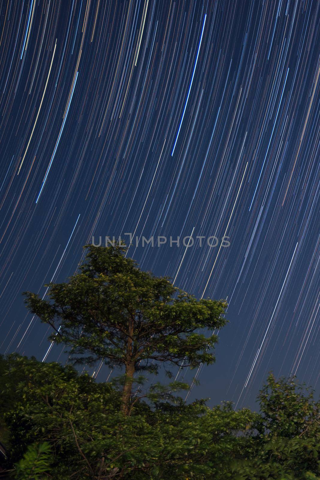 Star trails over big tree in nature forest on mountain at night by Nuamfolio