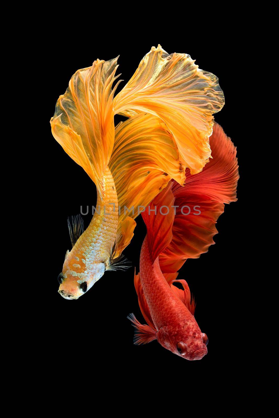 Close up art movement of Betta fish,Siamese fighting fish isolated on black background.Fine art design concept. by Nuamfolio